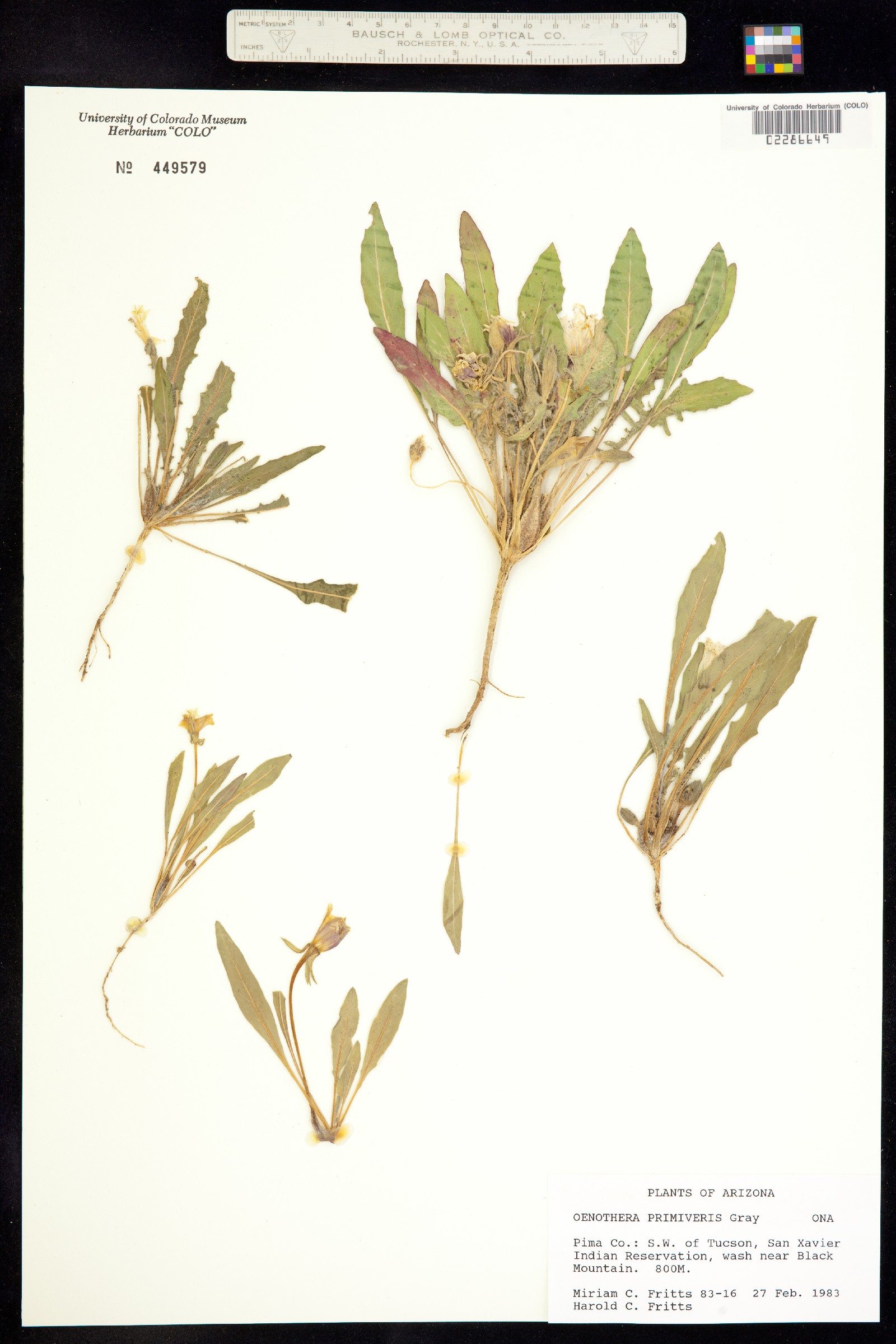 Oenothera primiveris image