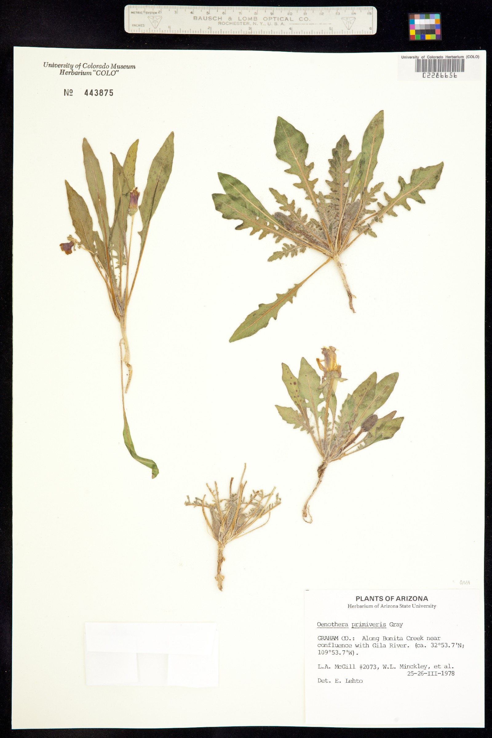 Oenothera primiveris image