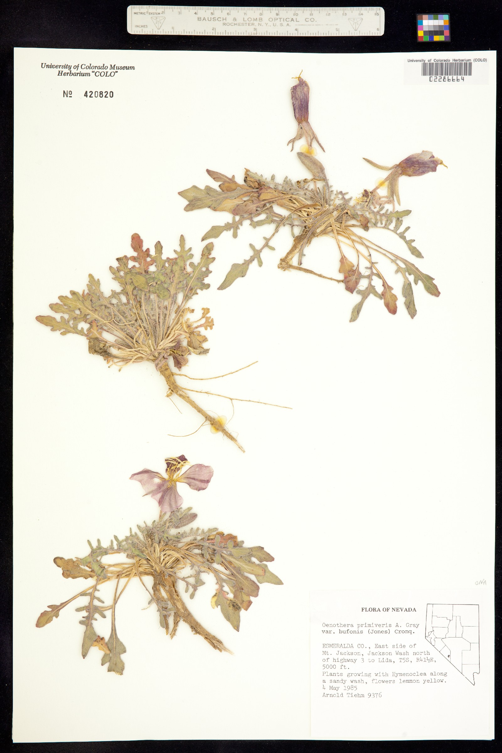 Oenothera primiveris image