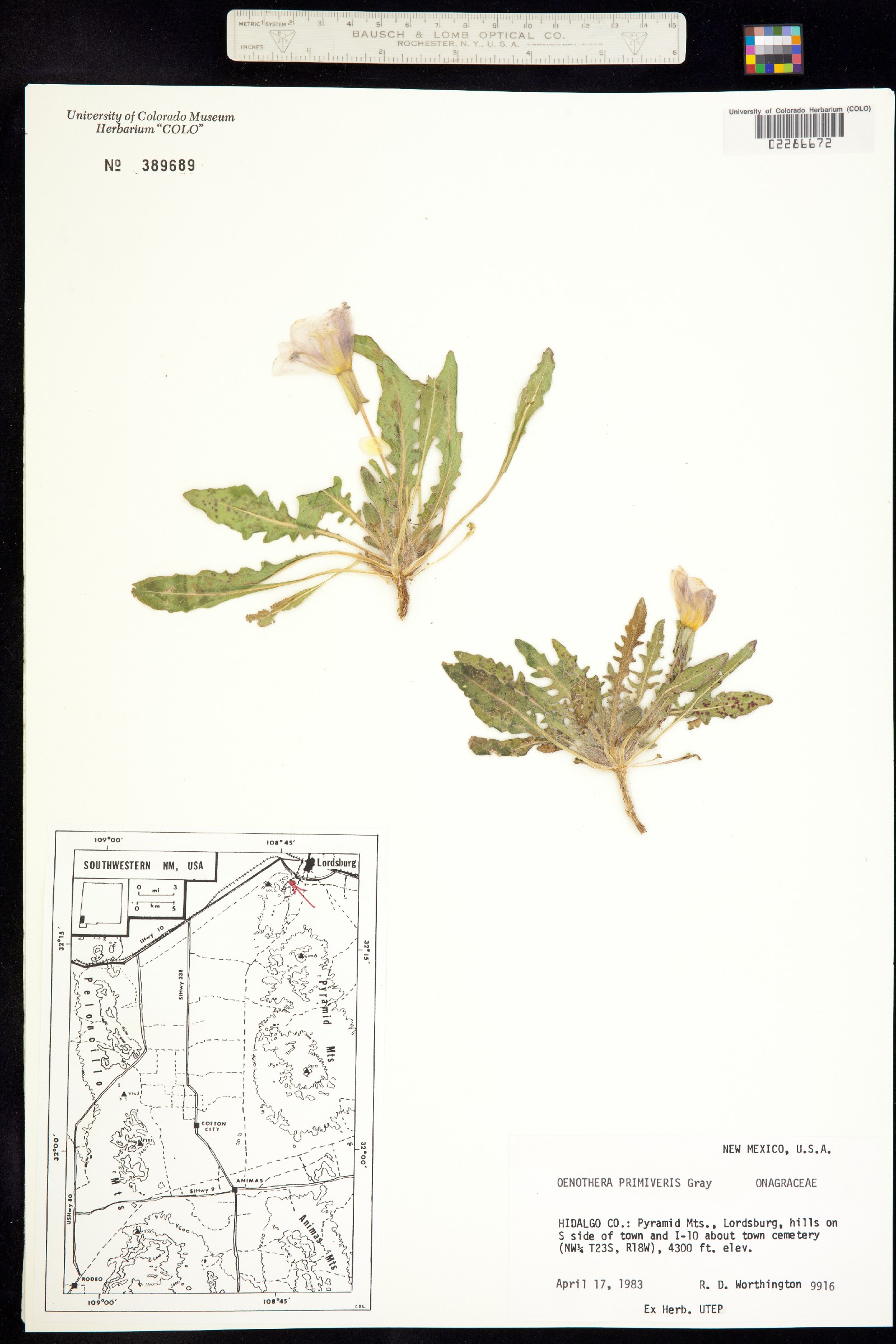 Oenothera primiveris image