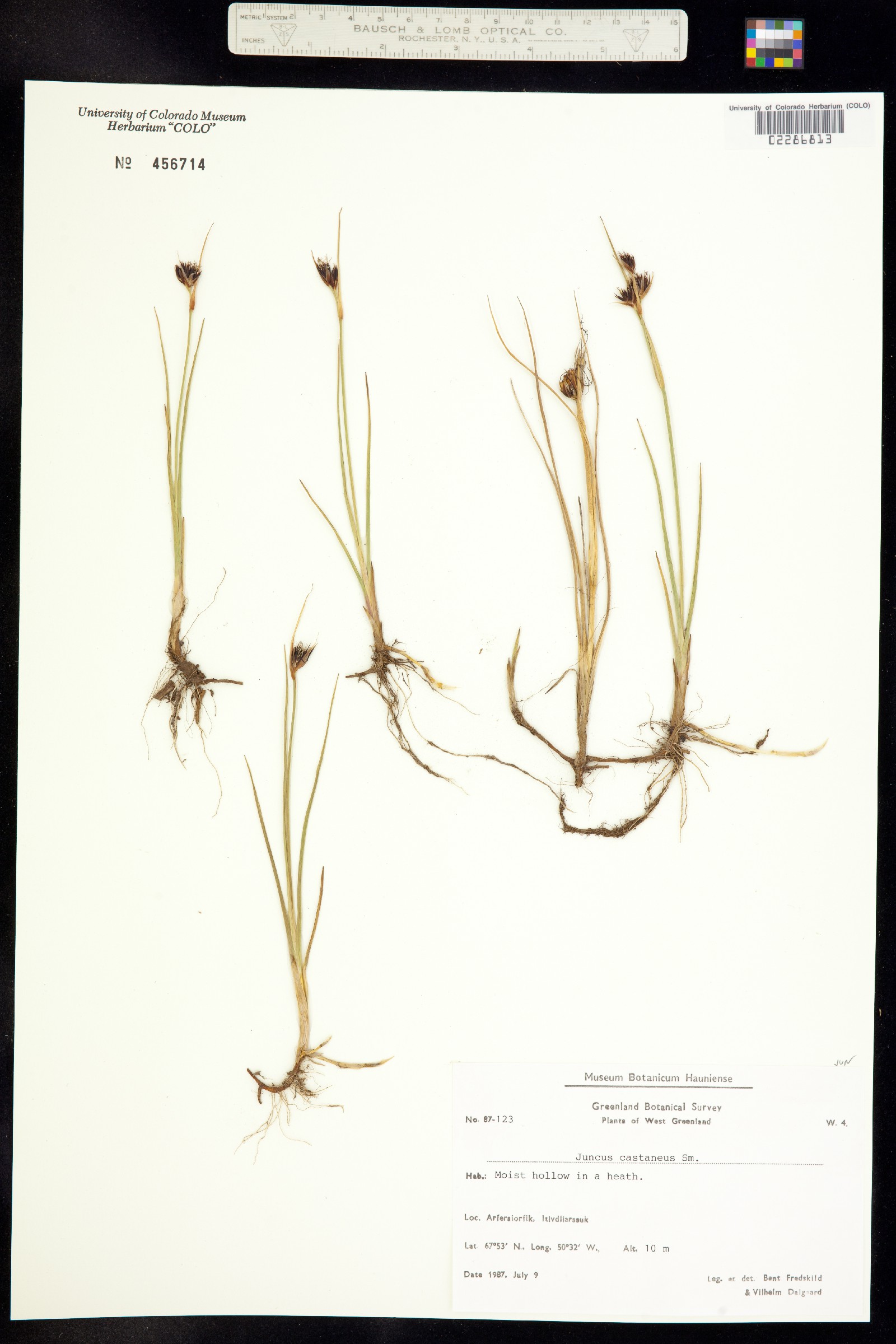 Juncus castaneus image