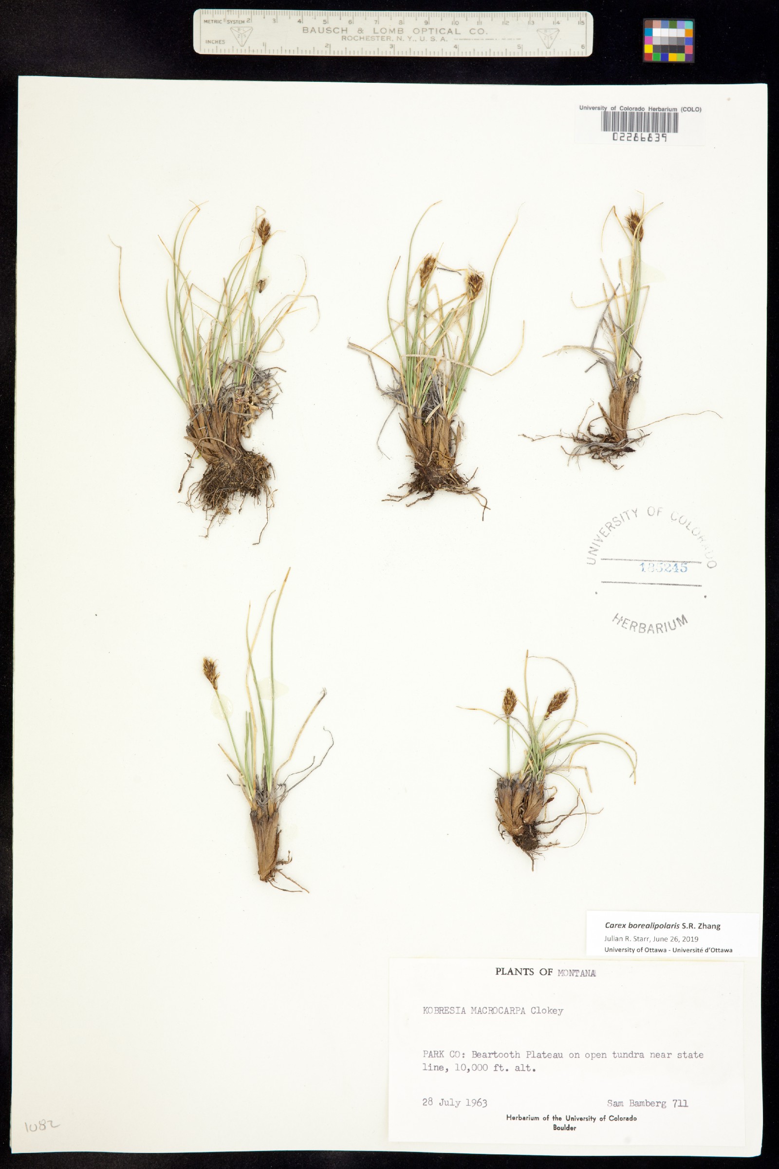 Carex borealipolaris image