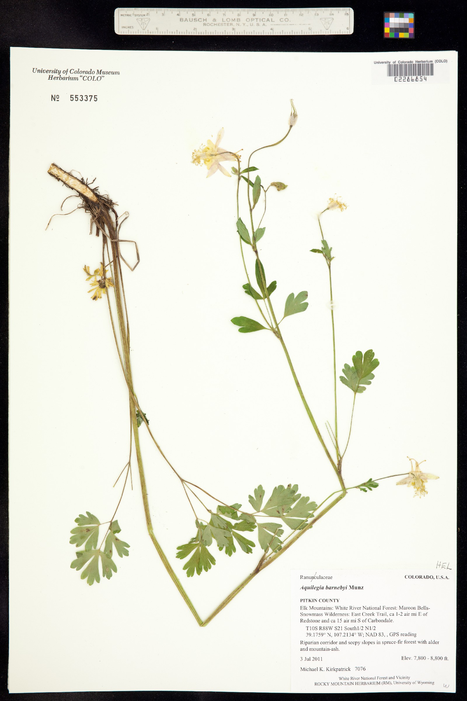 Aquilegia barnebyi image