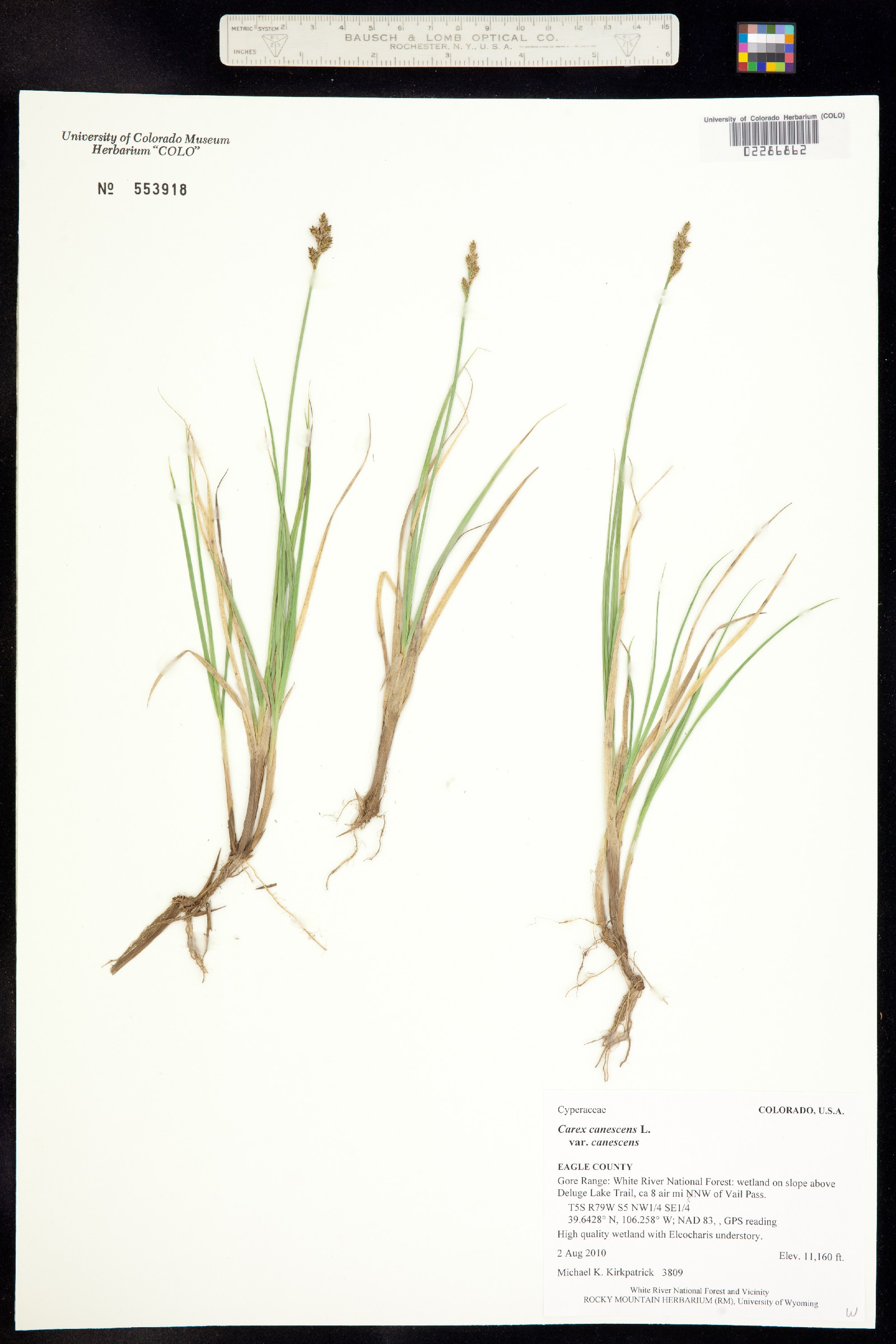 Carex canescens ssp. canescens image