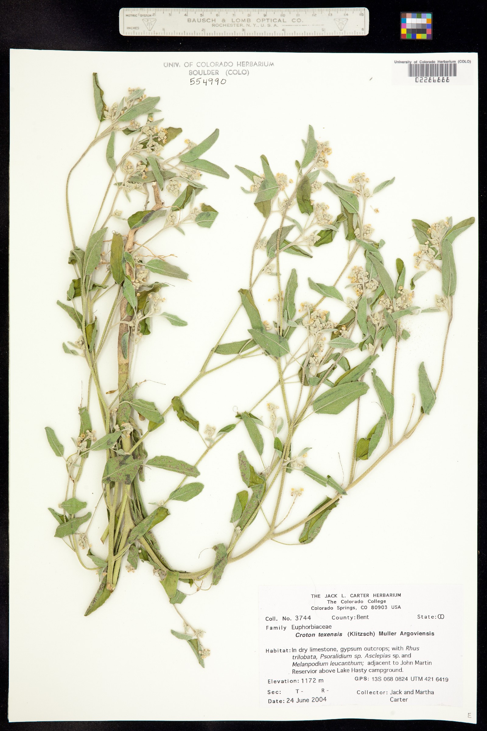 Croton texensis image