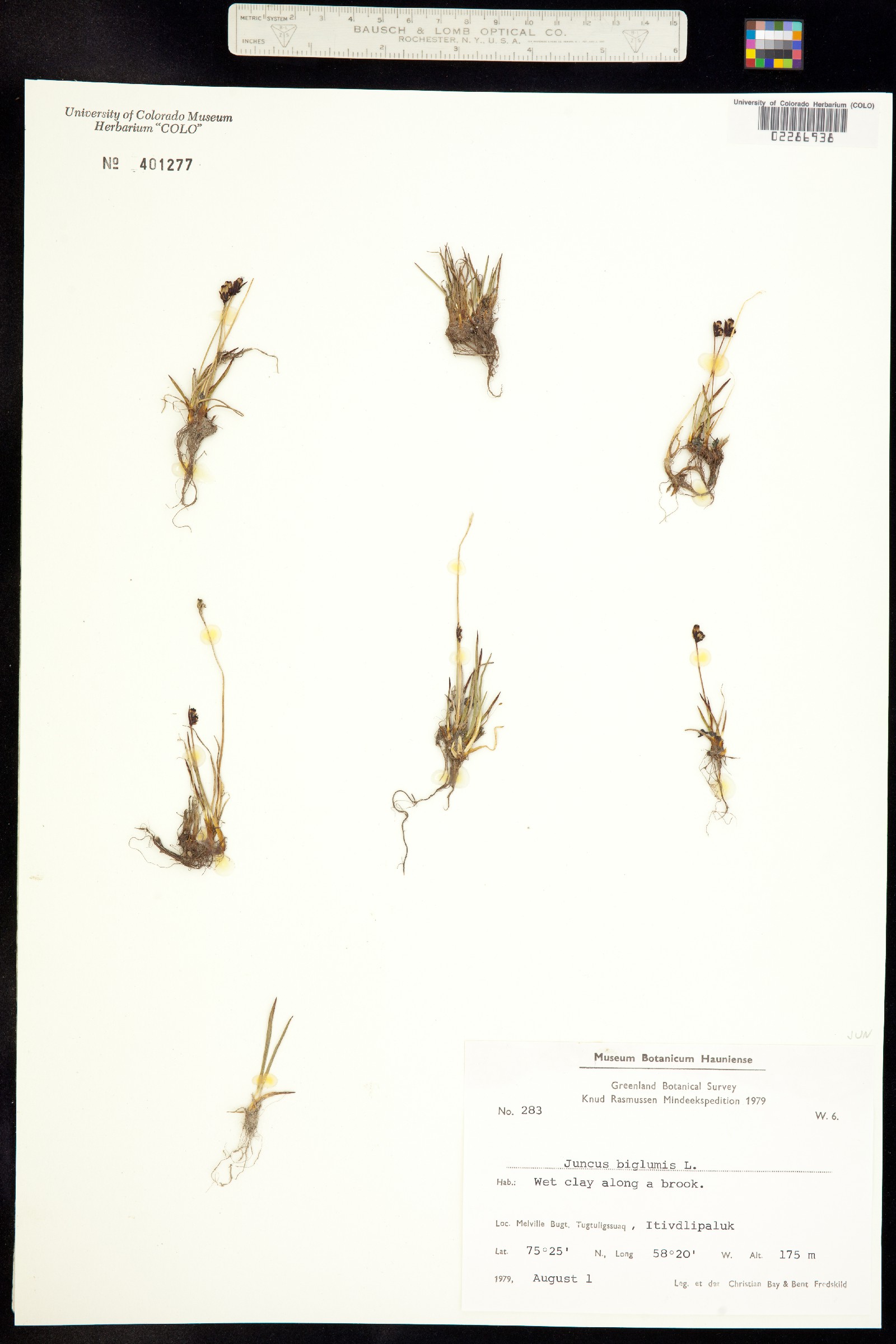 Juncus biglumis image