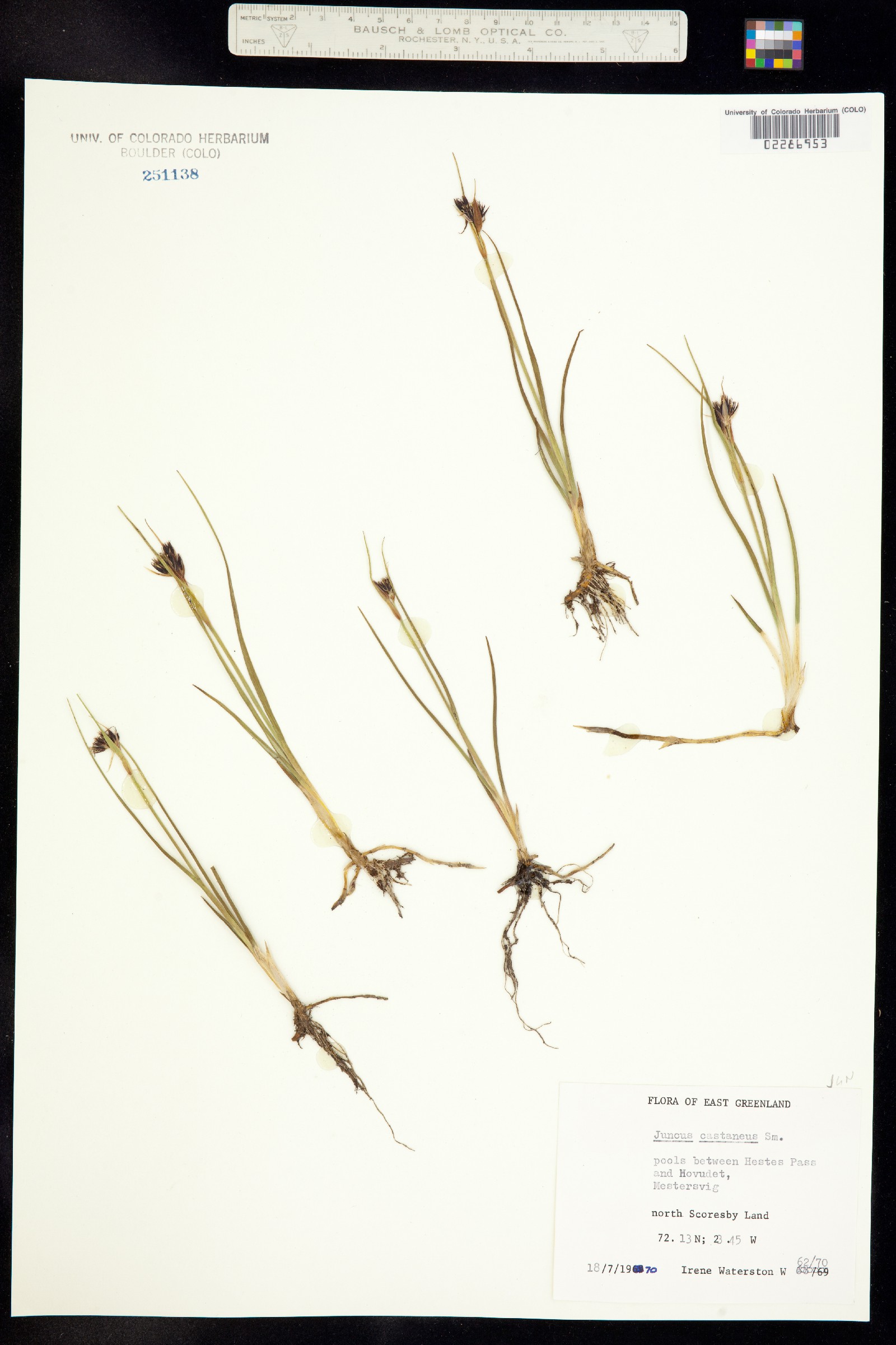 Juncus castaneus image