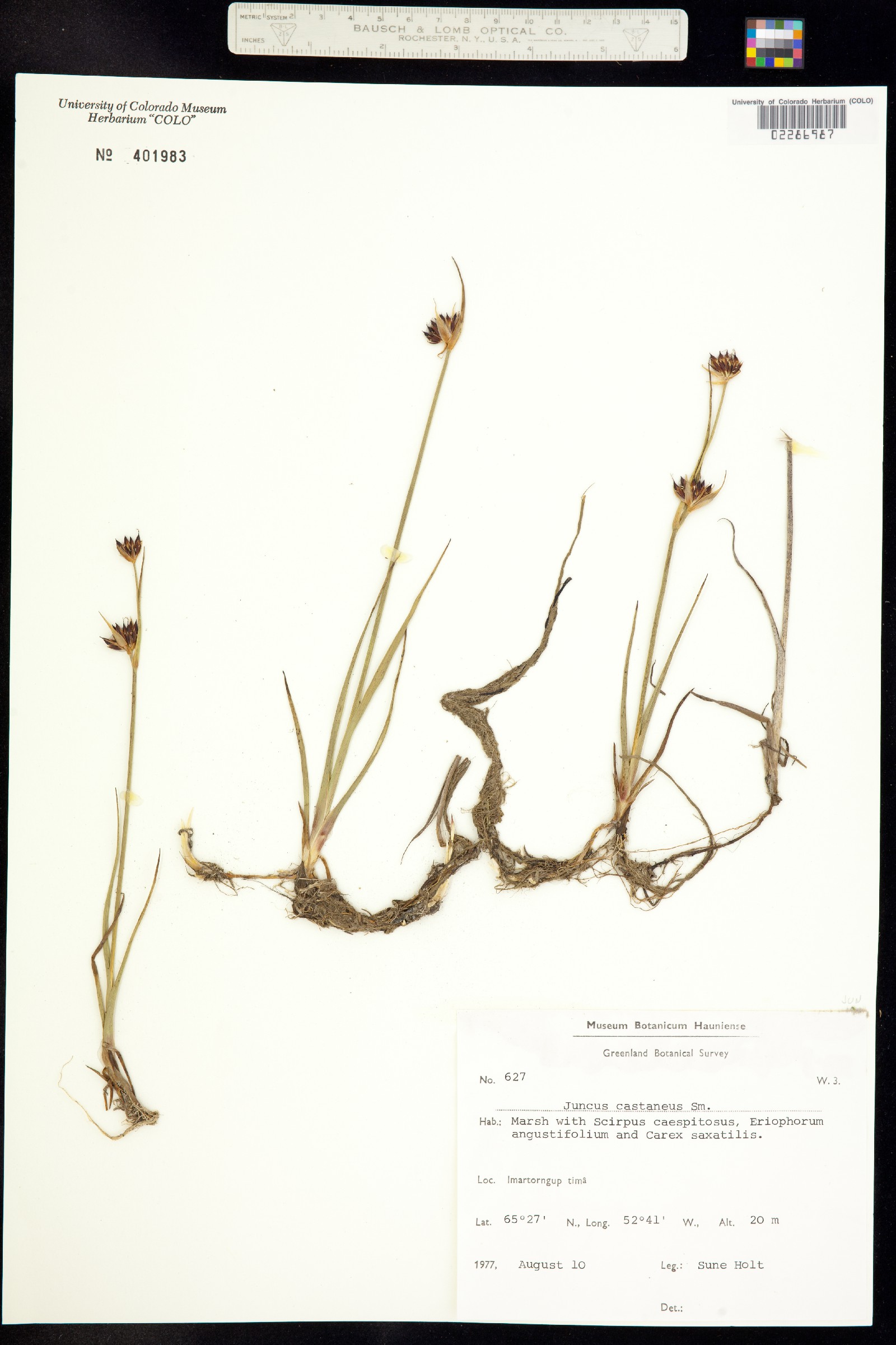 Juncus castaneus image