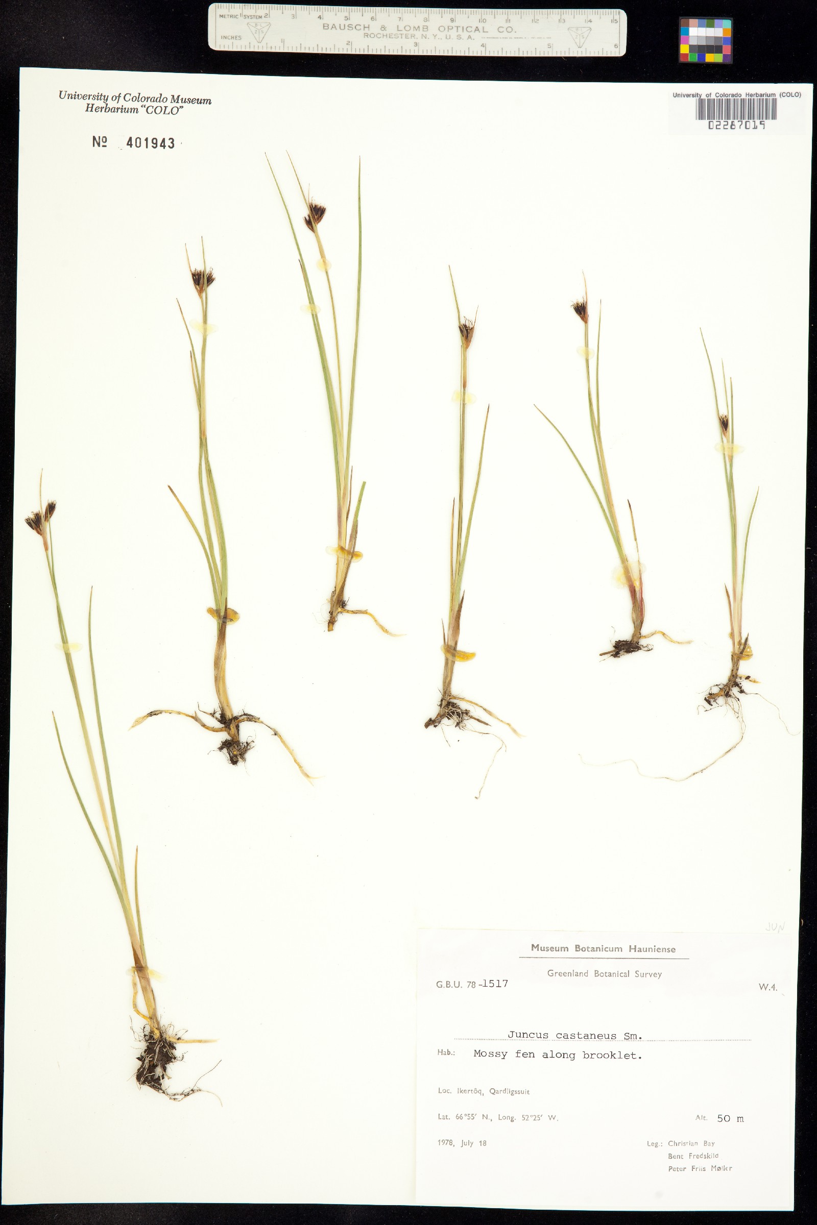 Juncus castaneus image