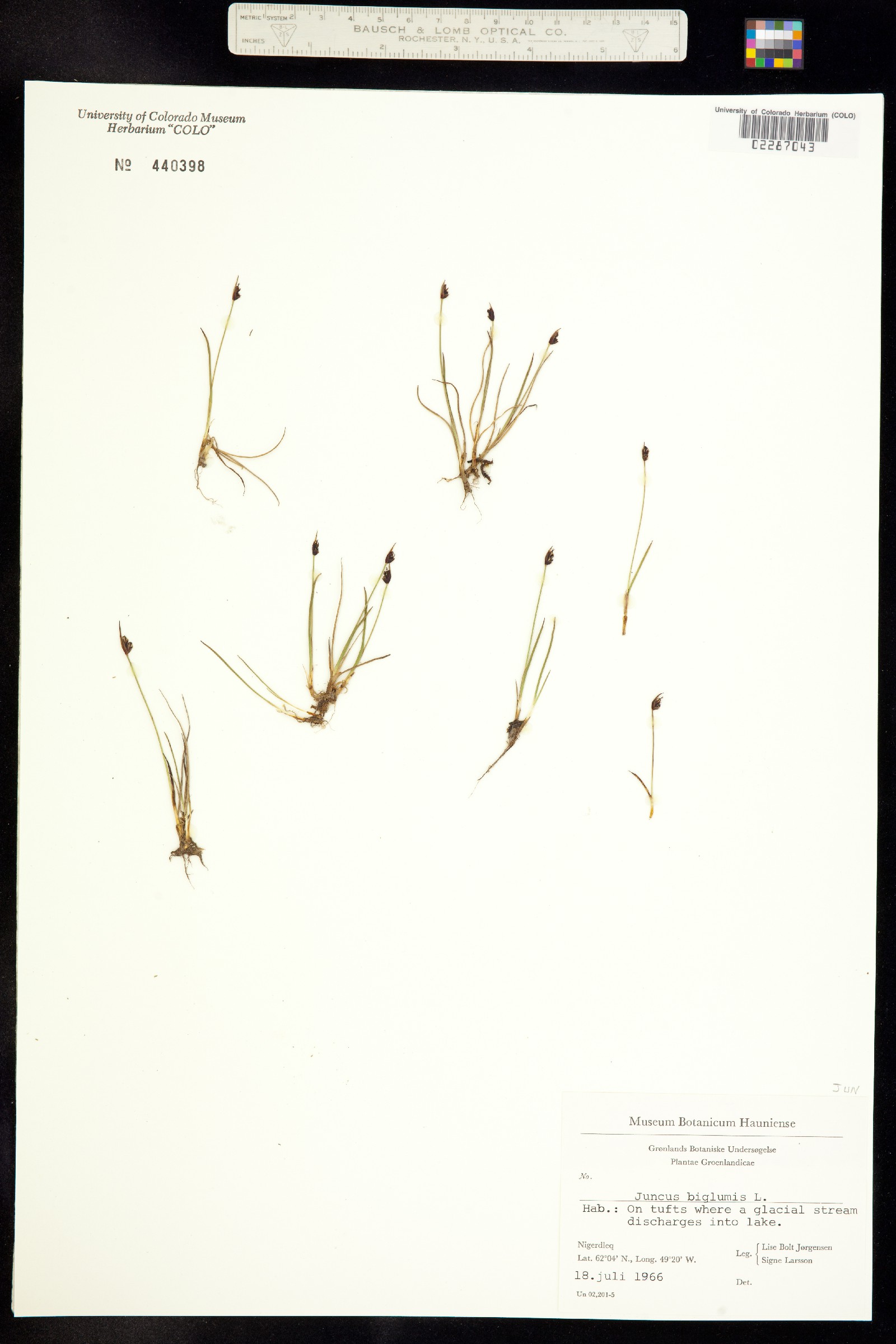 Juncus biglumis image