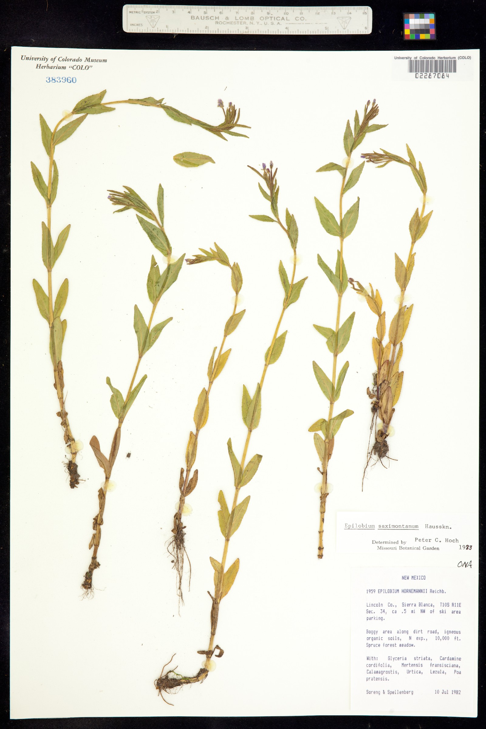 Epilobium saximontanum image