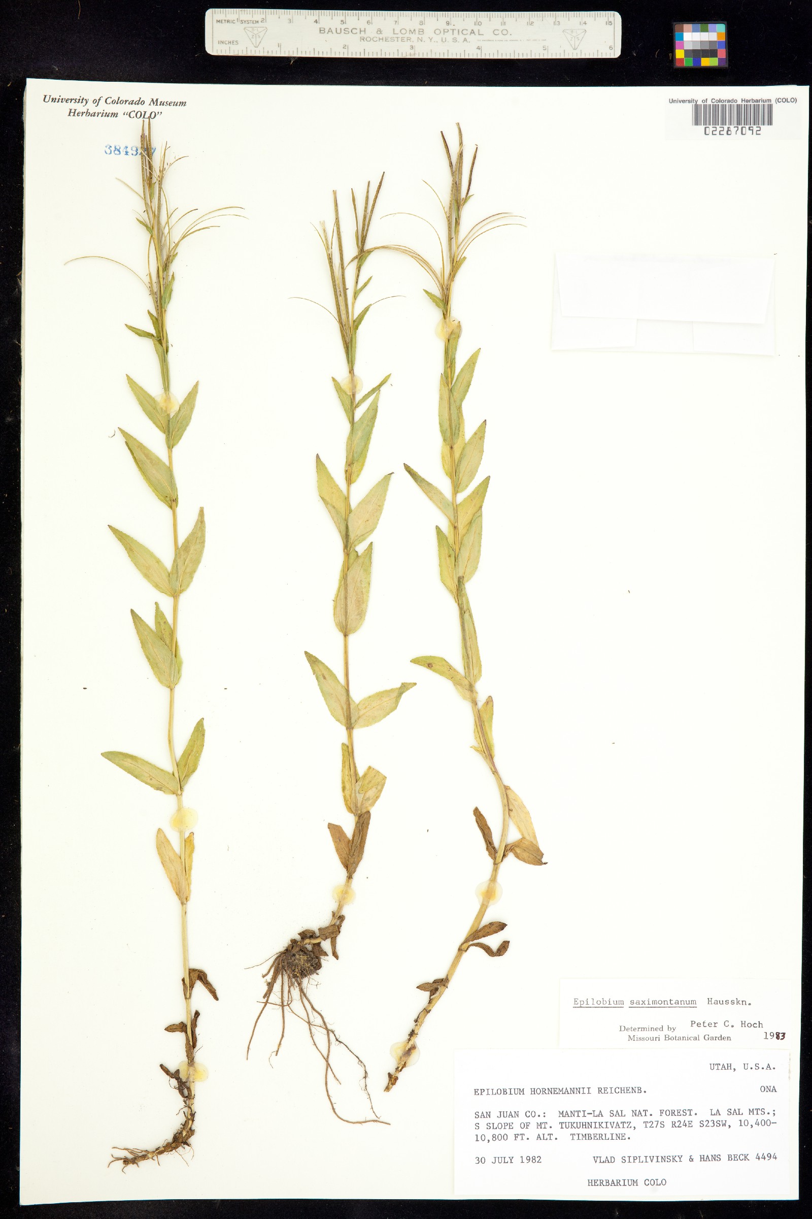 Epilobium saximontanum image