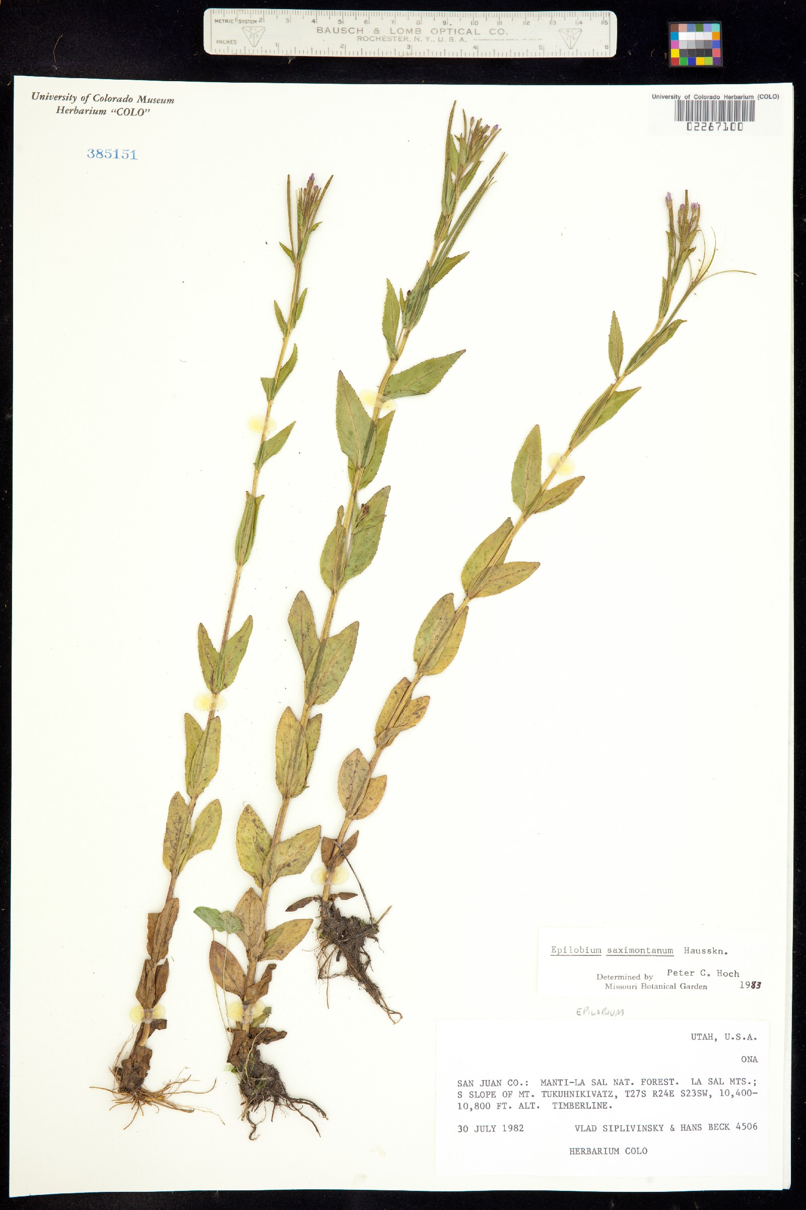 Epilobium saximontanum image