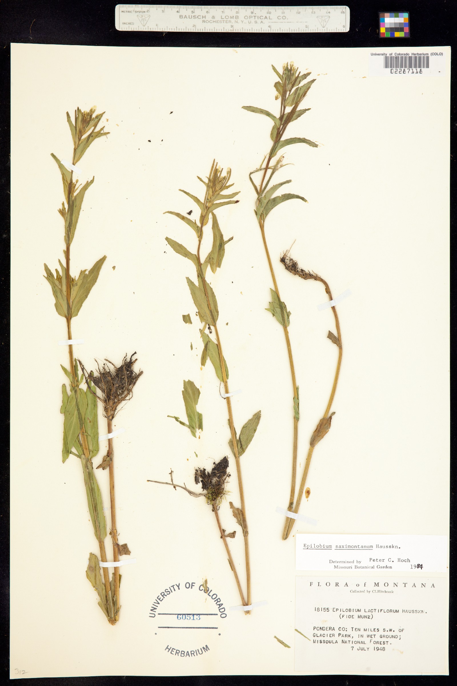 Epilobium saximontanum image