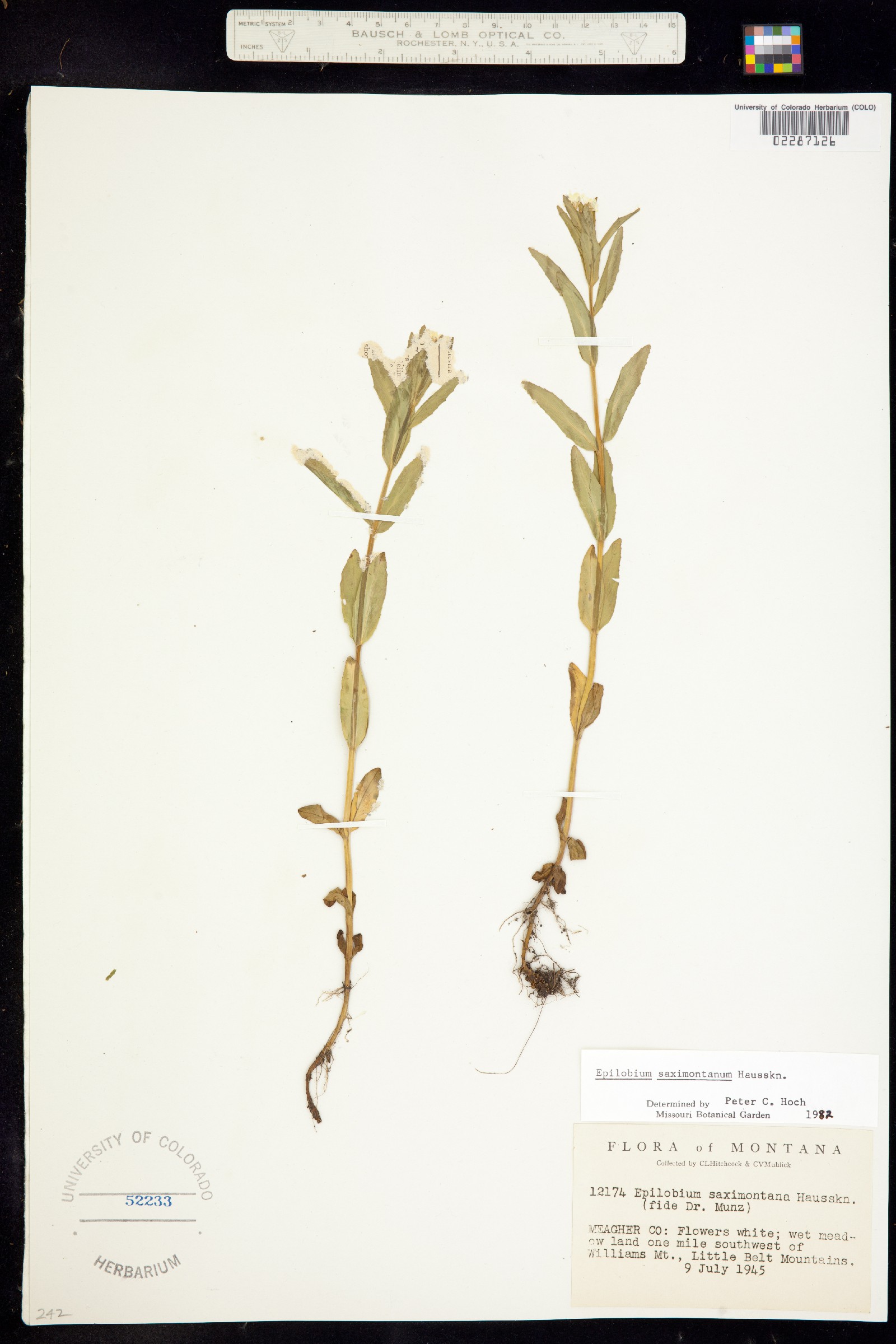 Epilobium saximontanum image