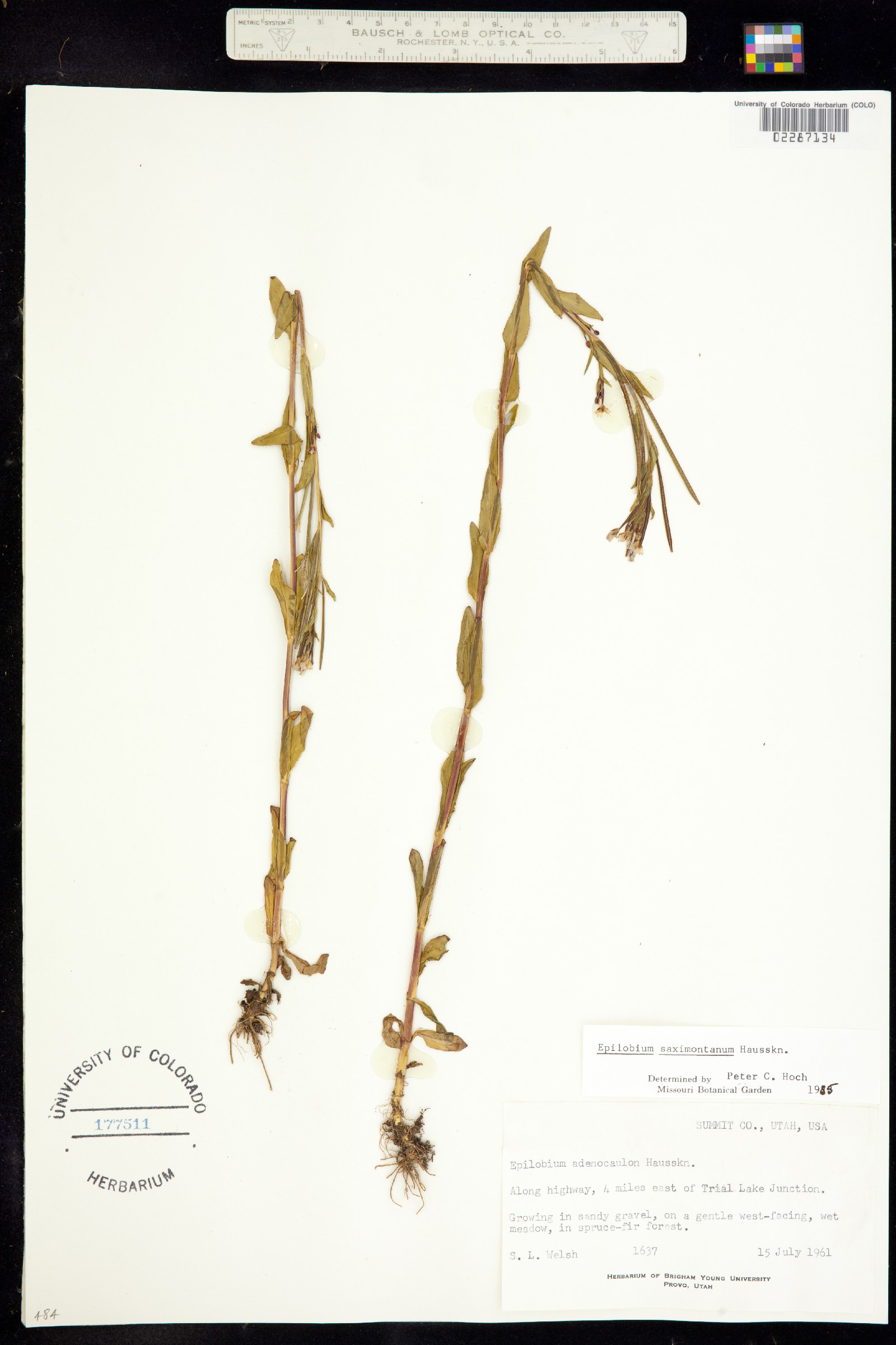 Epilobium saximontanum image