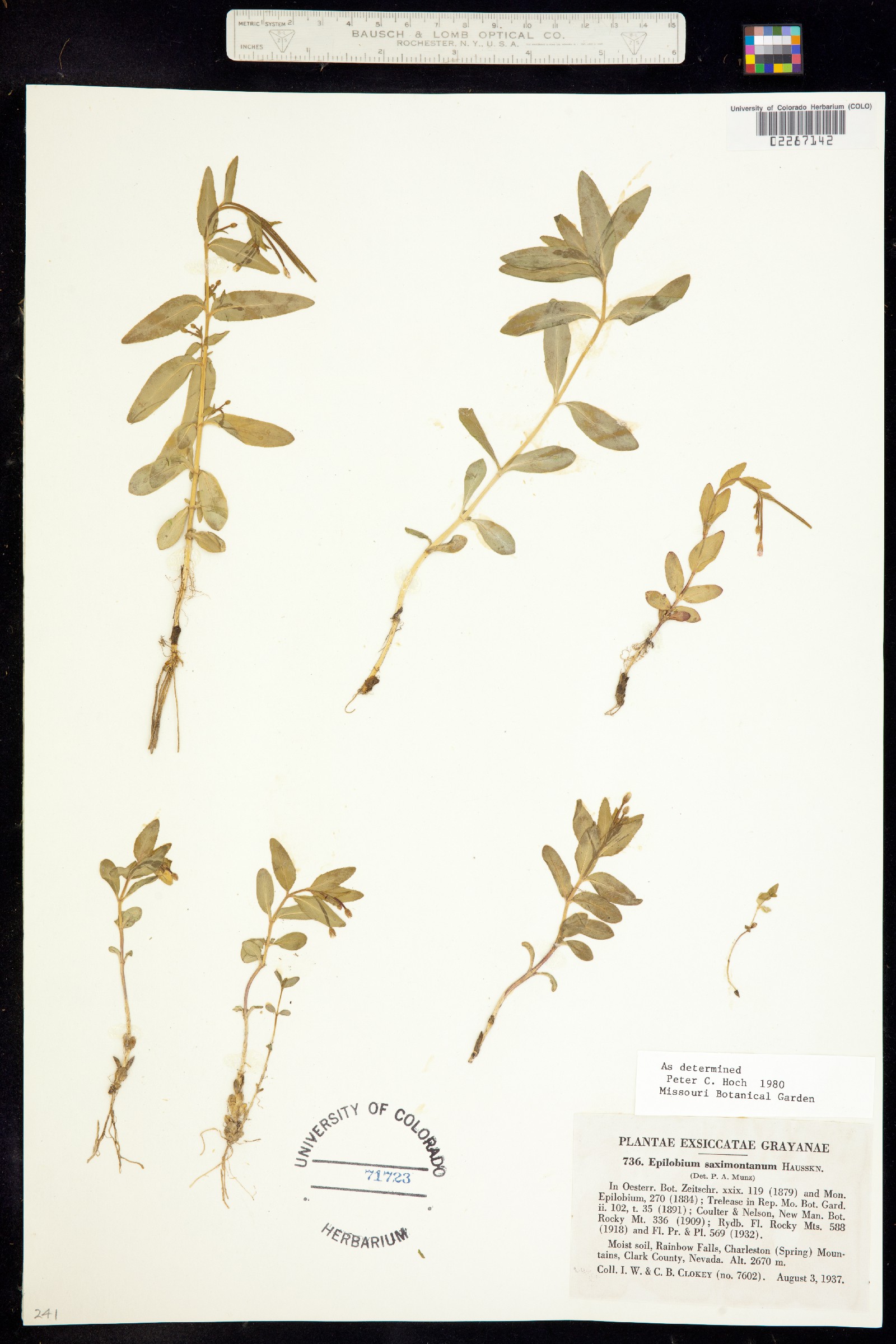 Epilobium saximontanum image