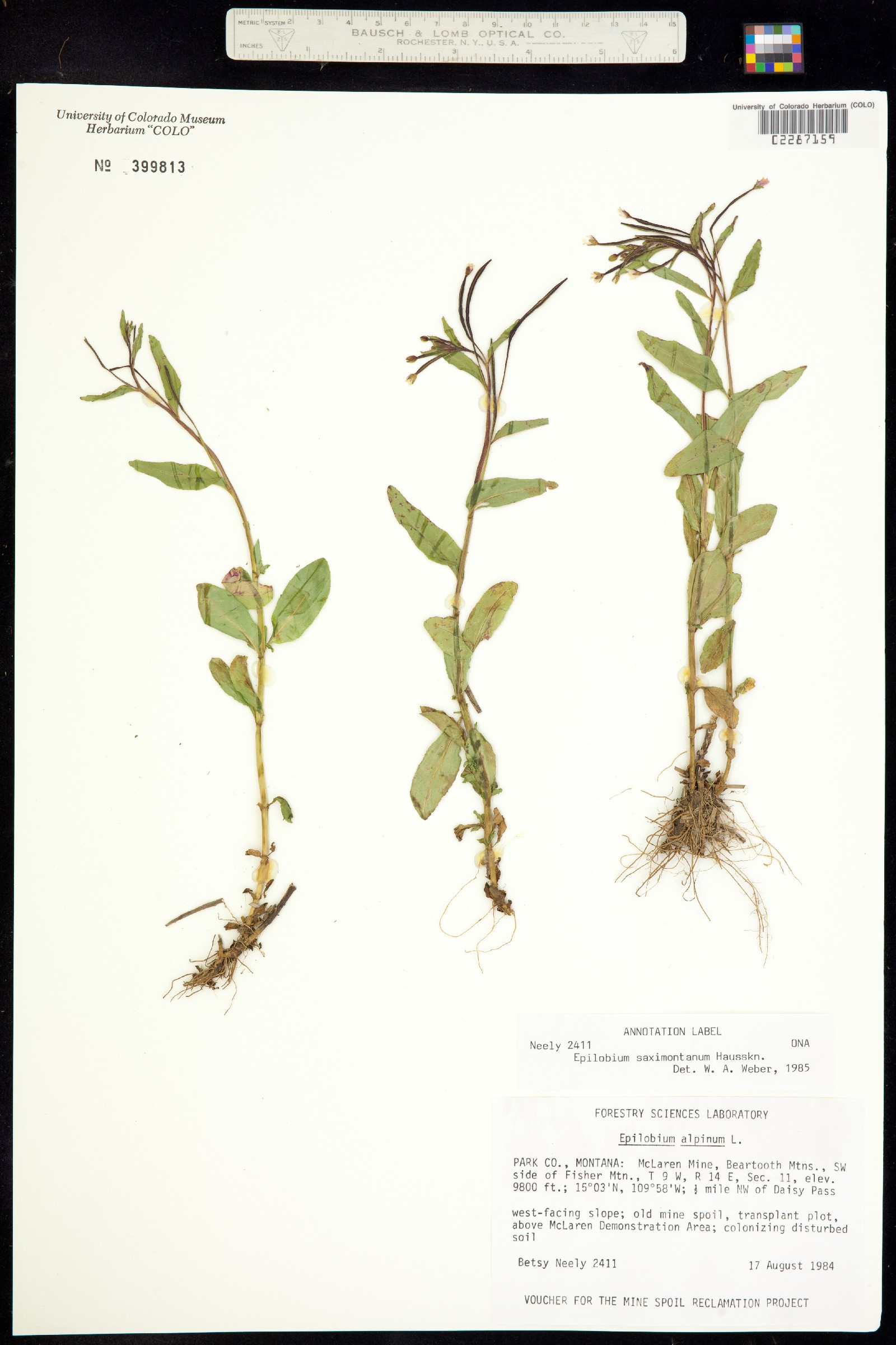 Epilobium saximontanum image