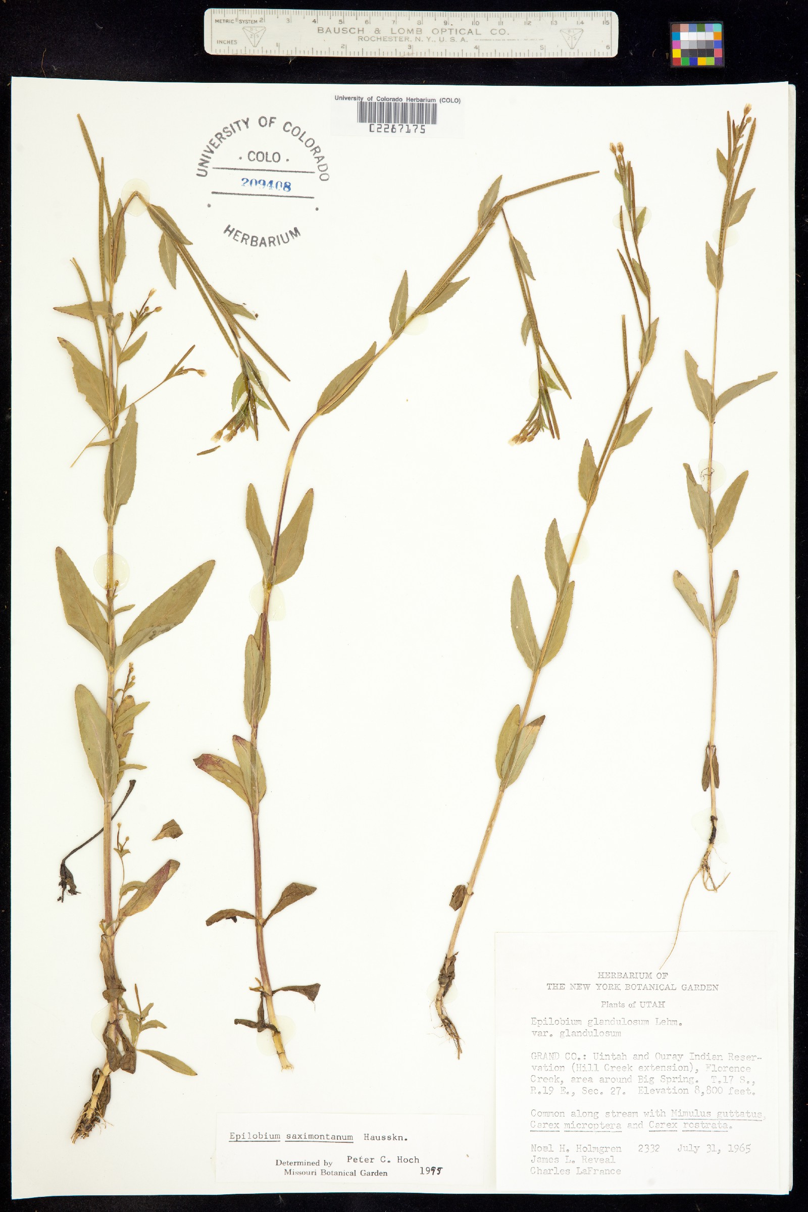 Epilobium saximontanum image