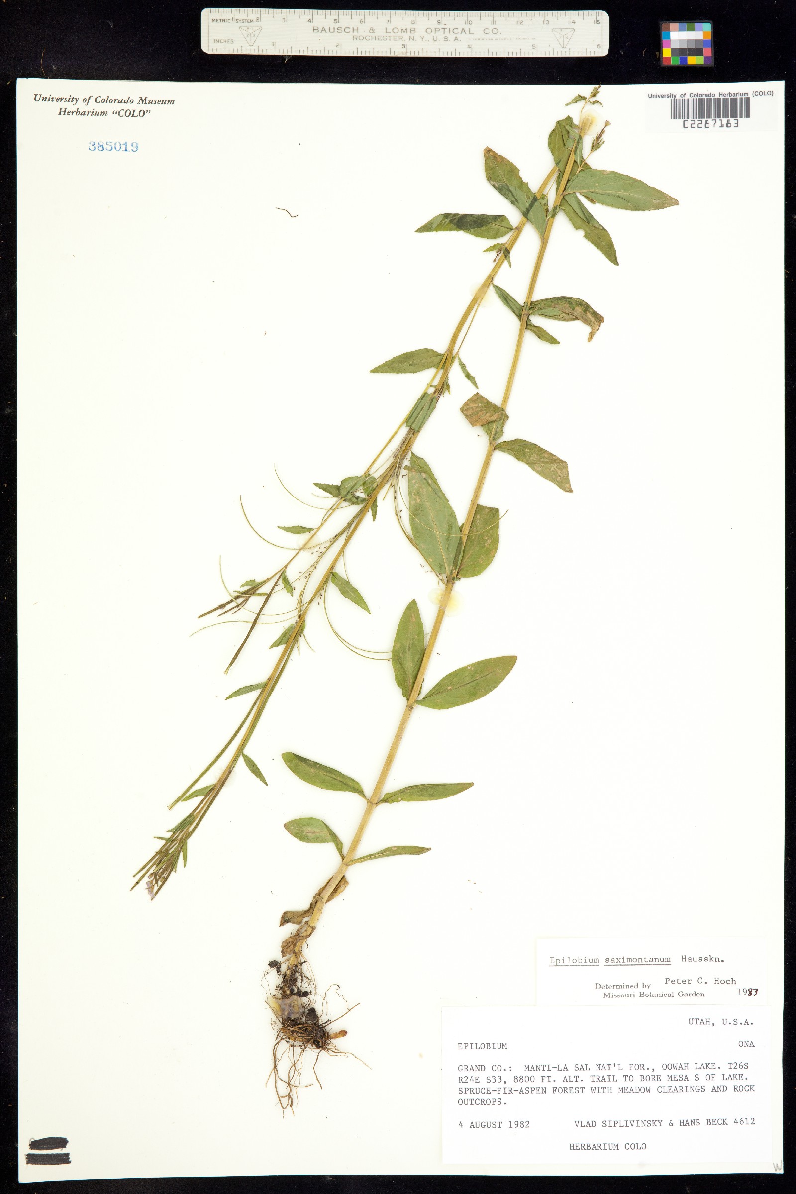 Epilobium saximontanum image