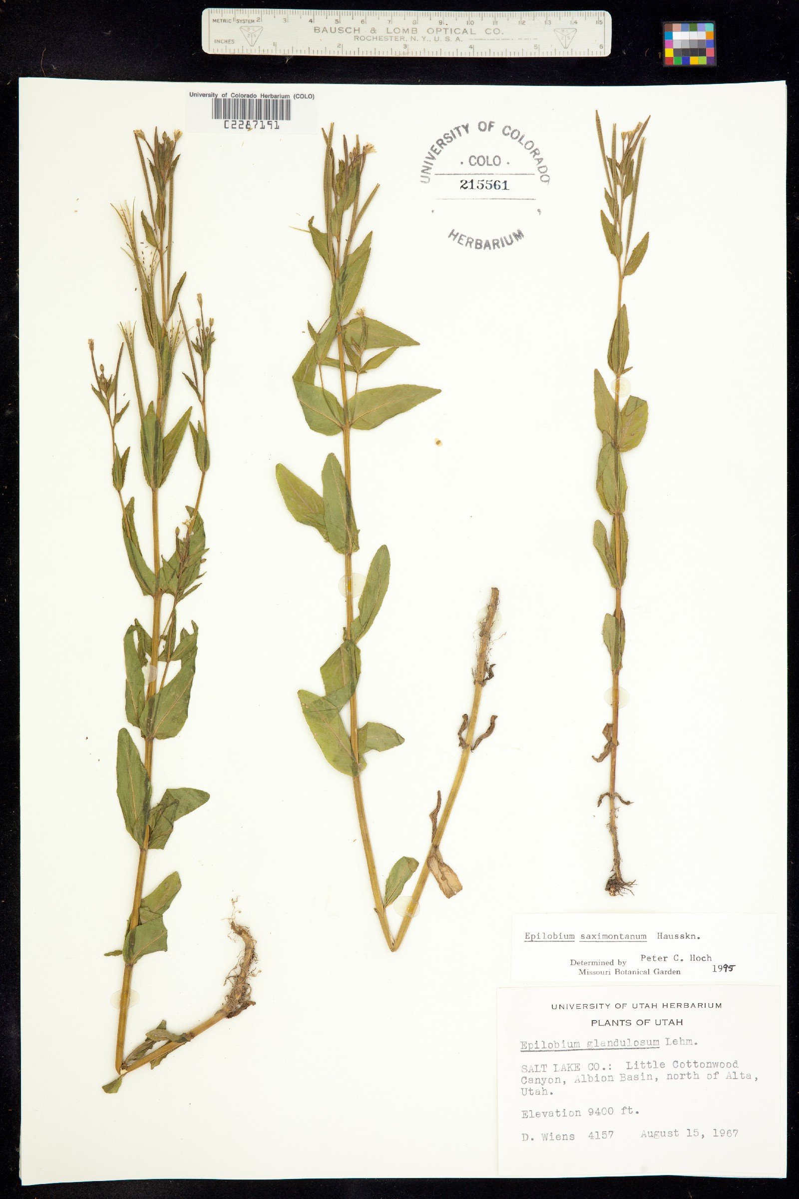 Epilobium saximontanum image