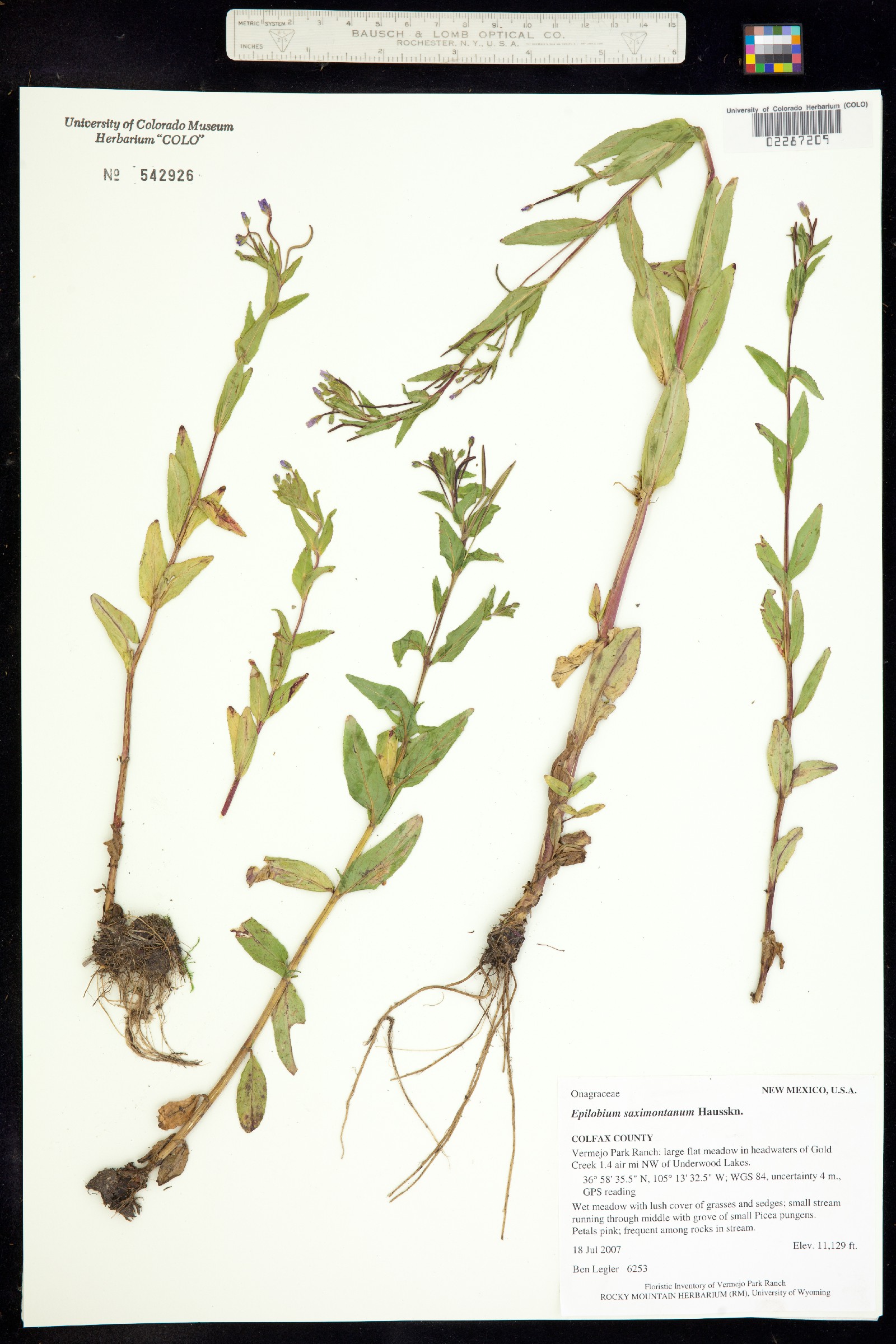 Epilobium saximontanum image