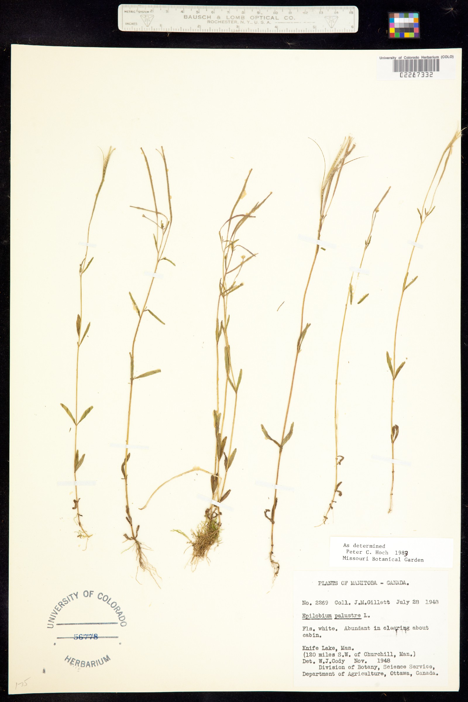 Epilobium palustre image
