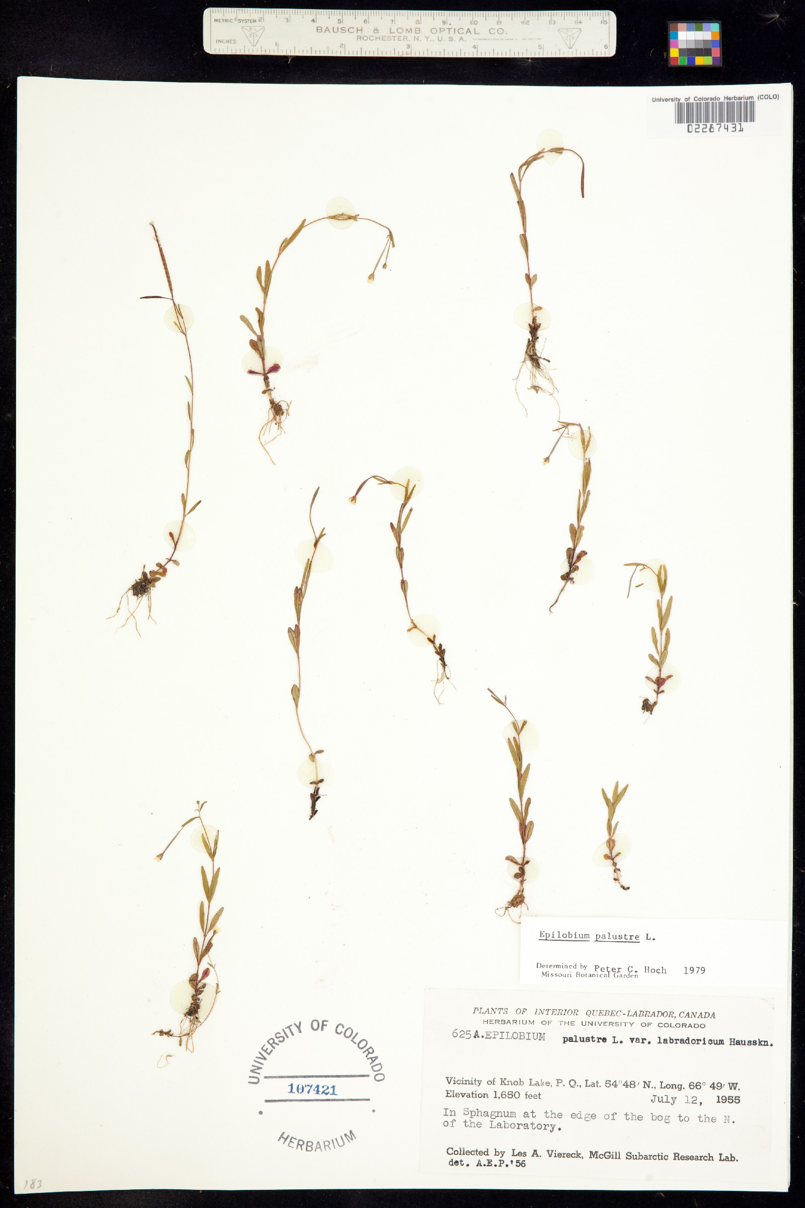 Epilobium image