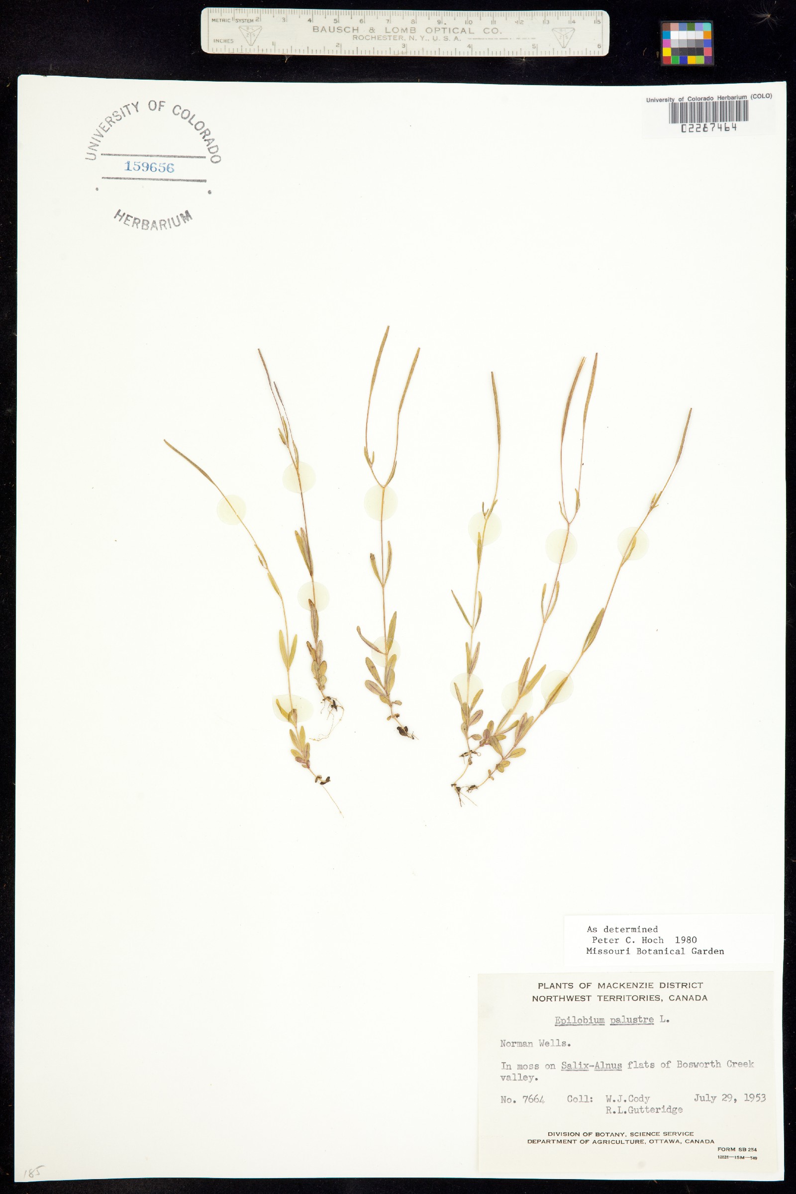 Epilobium palustre image