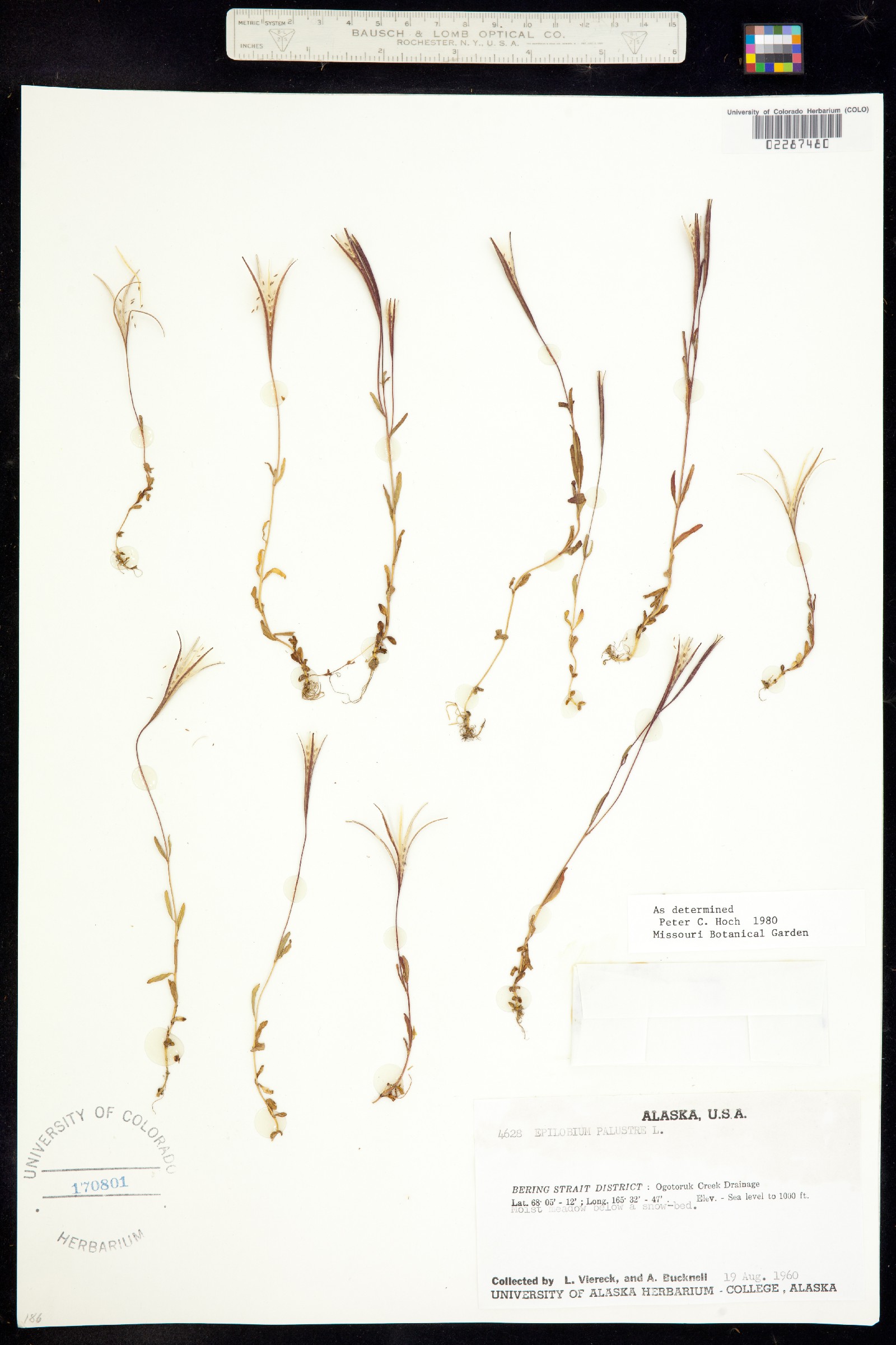 Epilobium palustre image