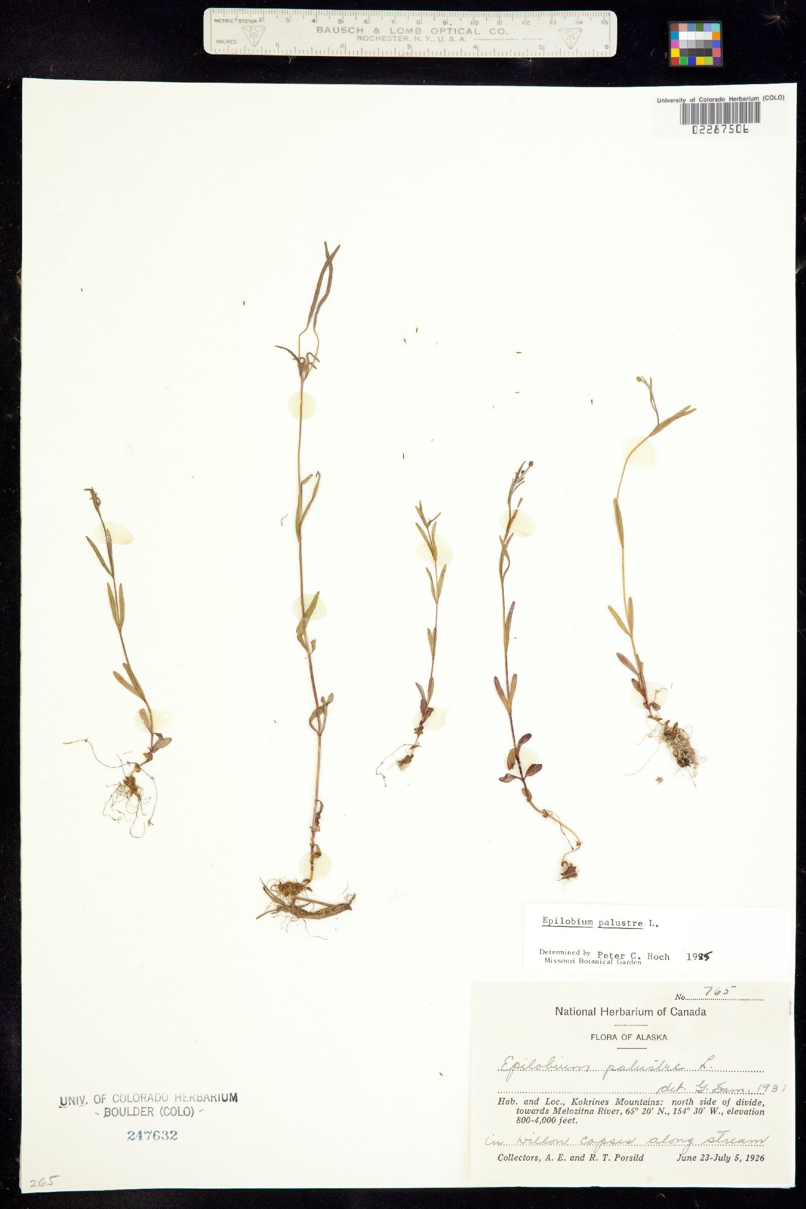 Epilobium palustre image