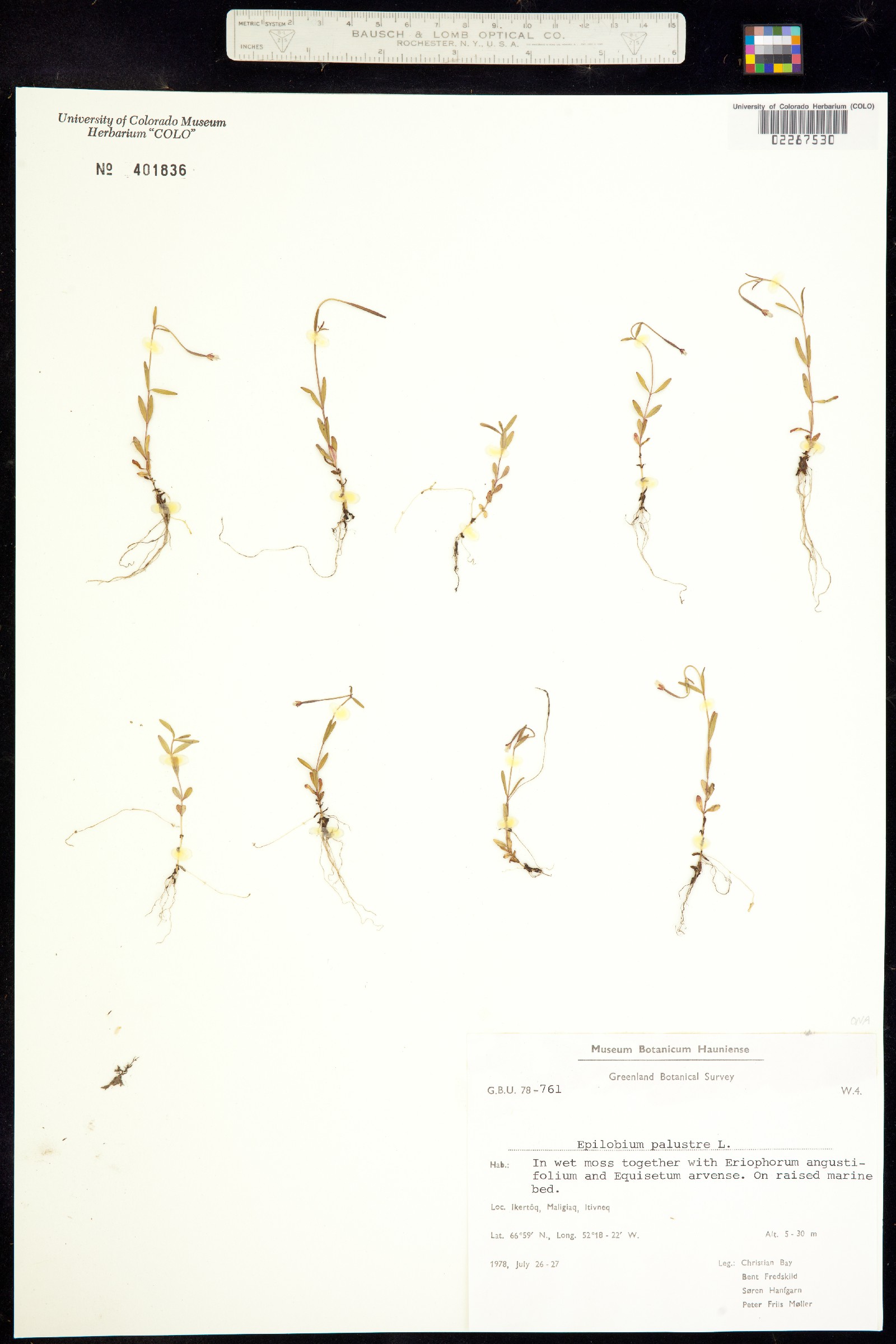 Epilobium palustre image