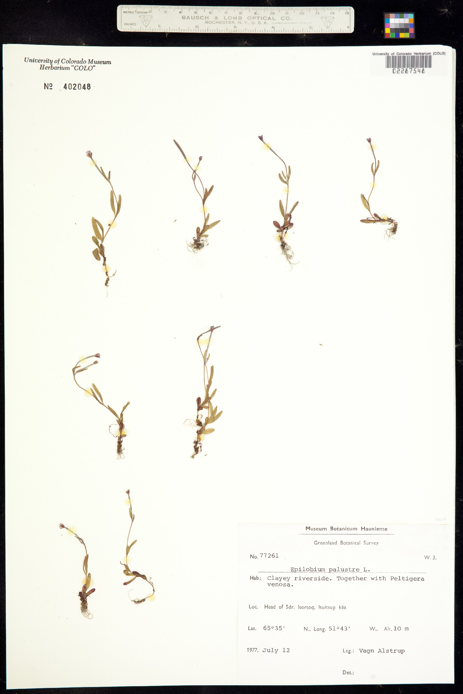 Epilobium palustre image