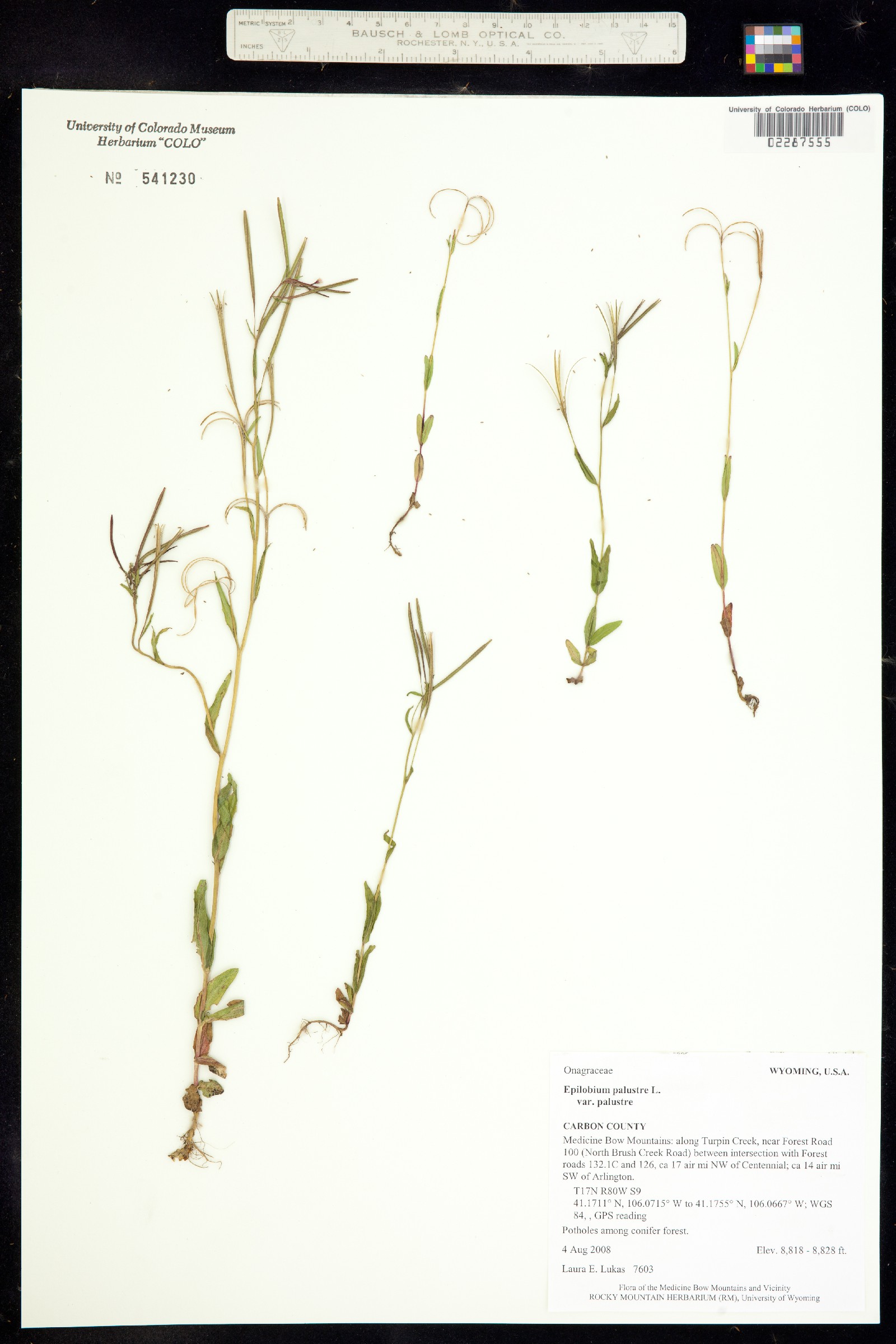 Epilobium palustre image
