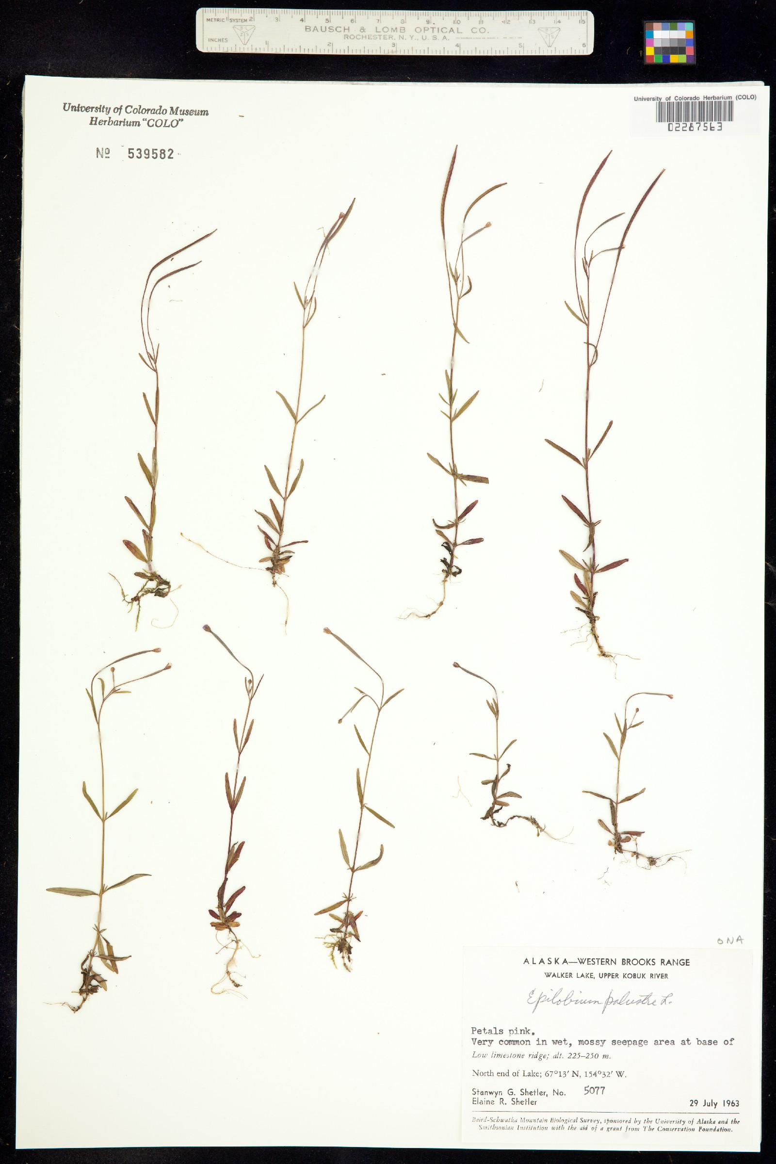 Epilobium palustre image