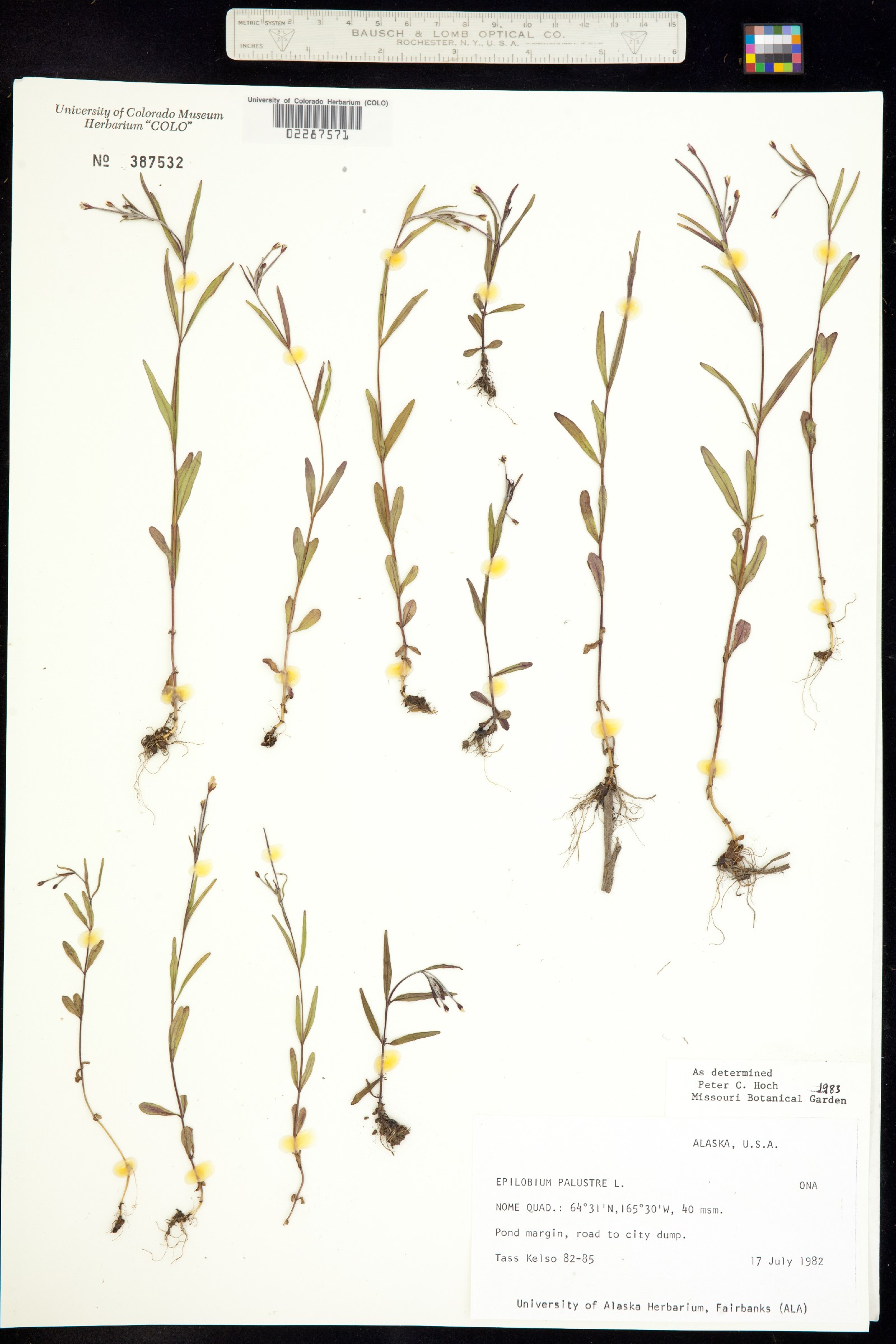 Epilobium palustre image