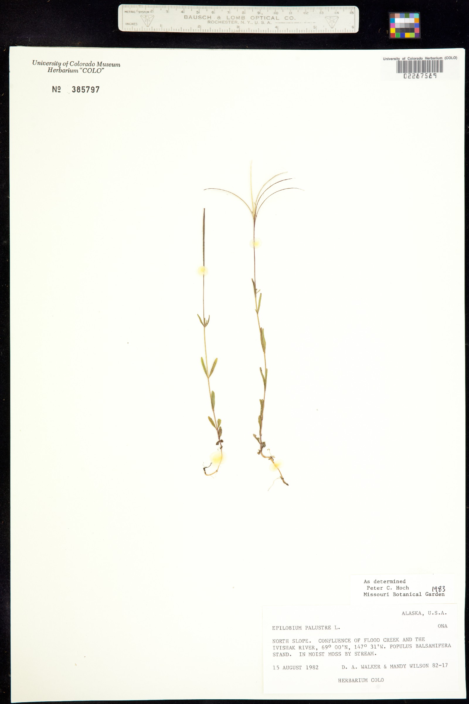 Epilobium palustre image