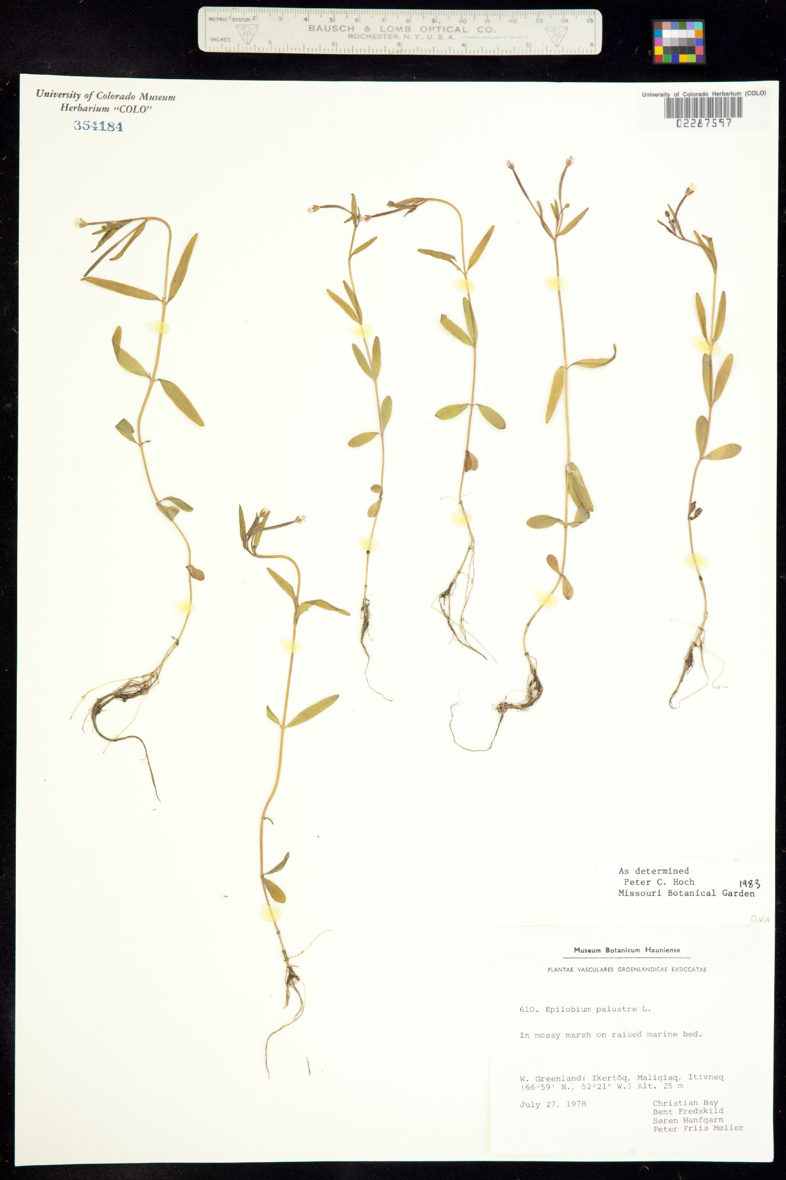 Epilobium palustre image