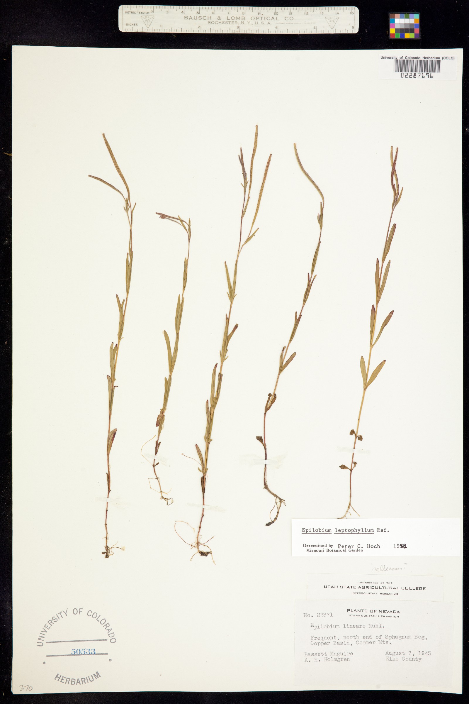 Epilobium leptophyllum image