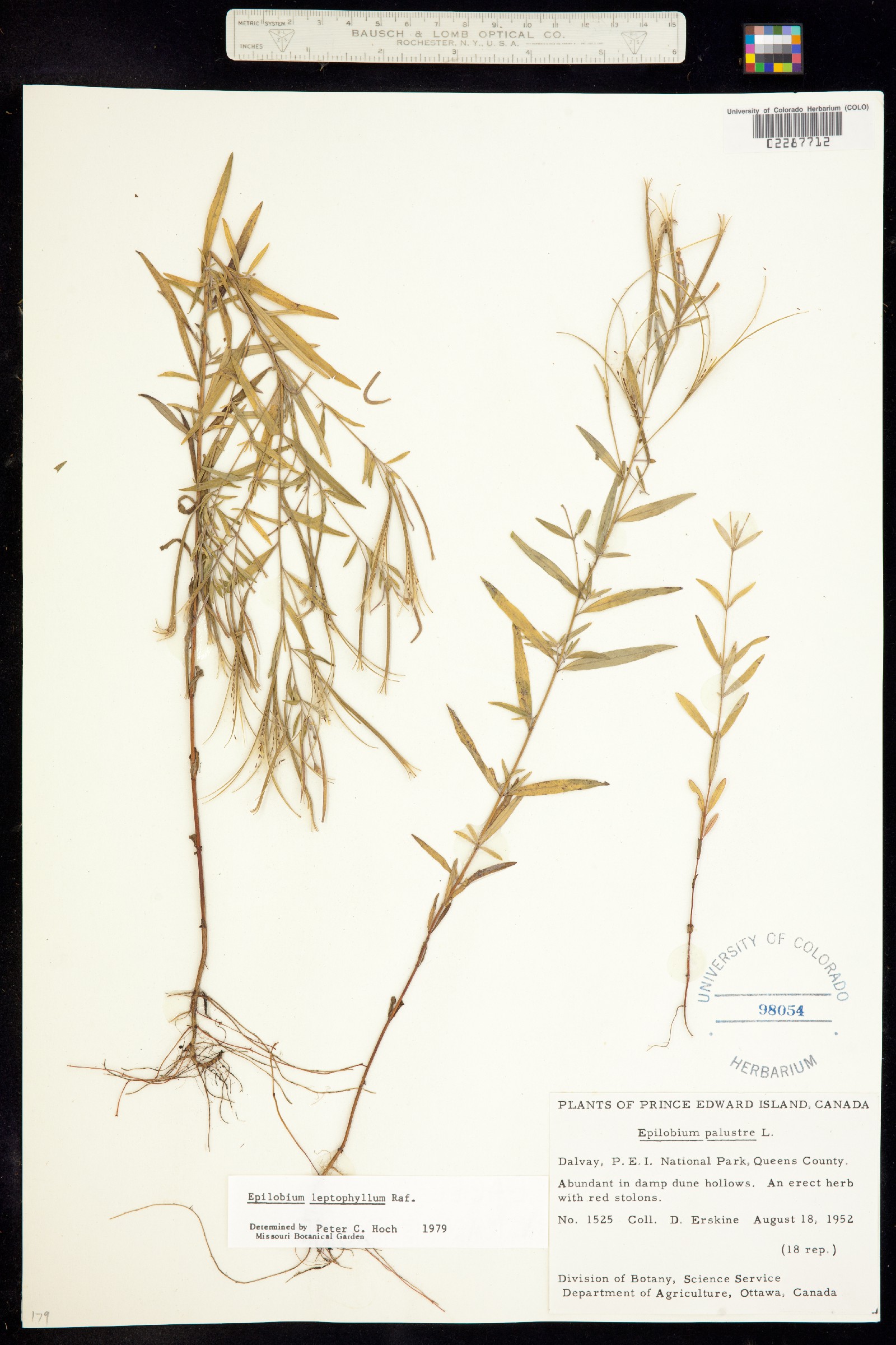 Epilobium leptophyllum image