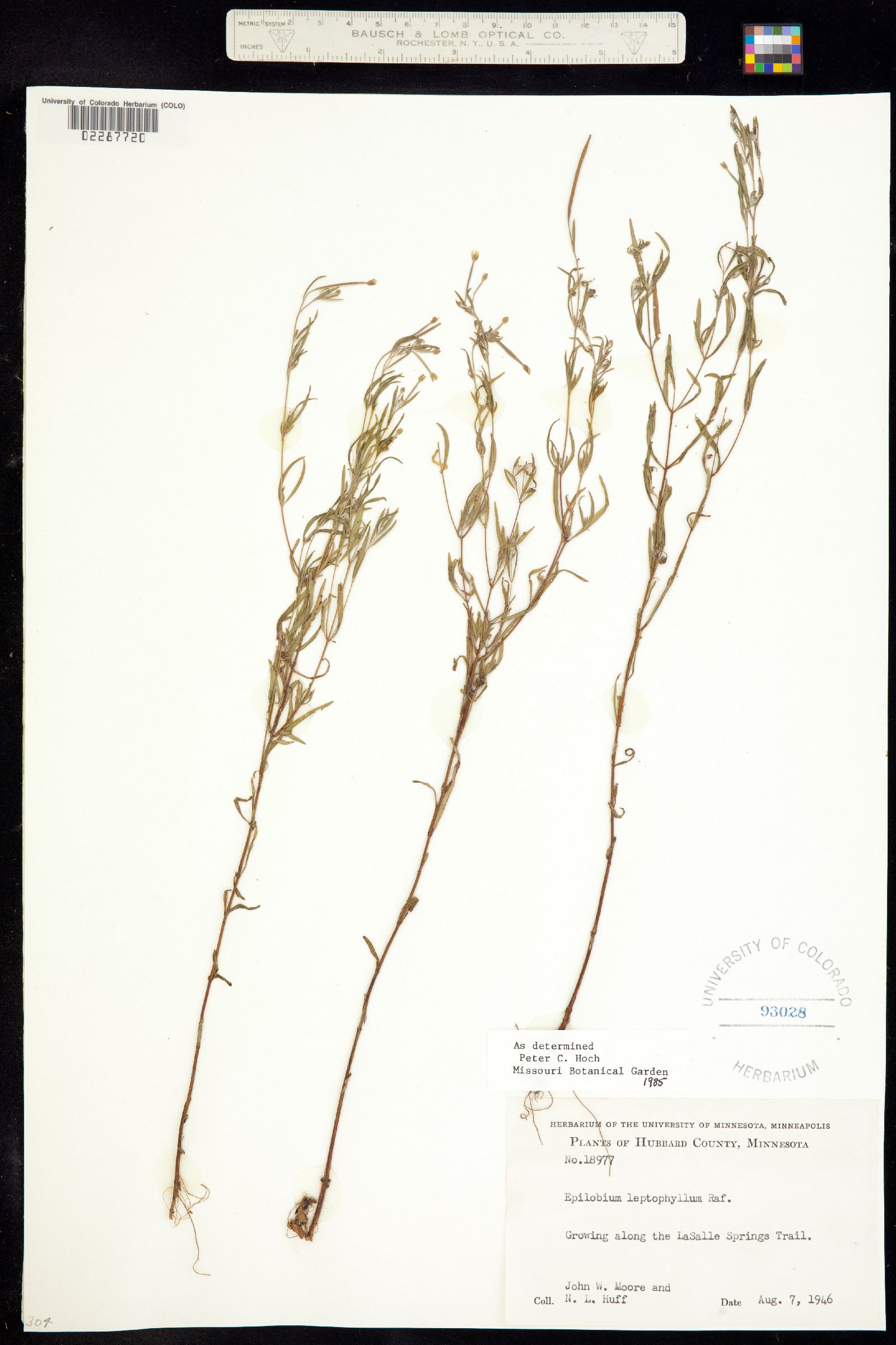 Epilobium leptophyllum image