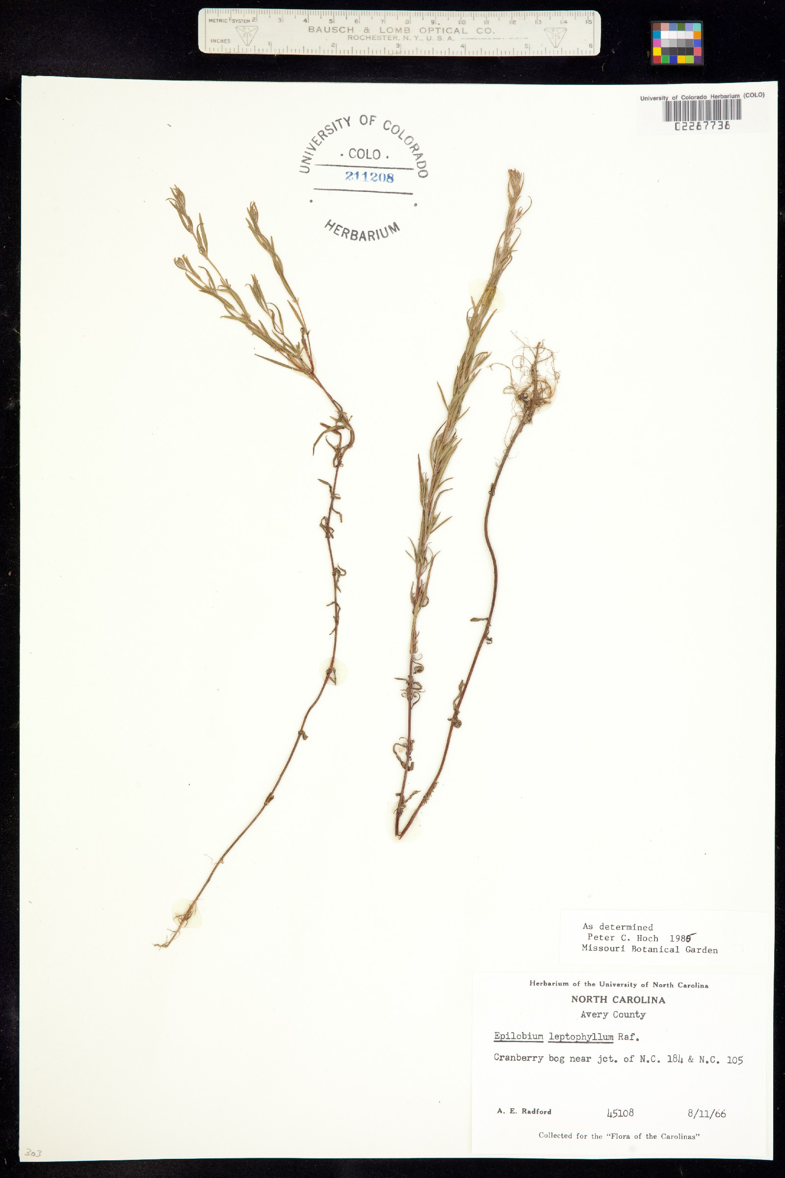 Epilobium leptophyllum image