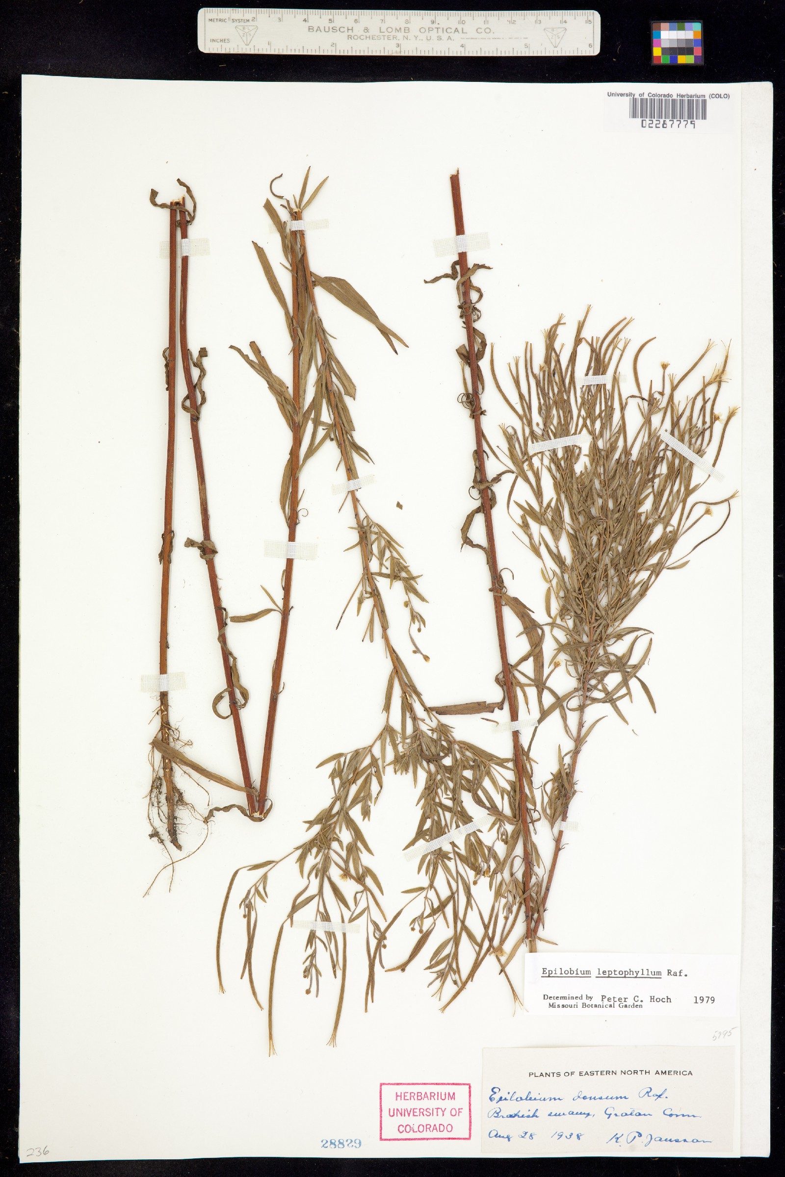 Epilobium leptophyllum image