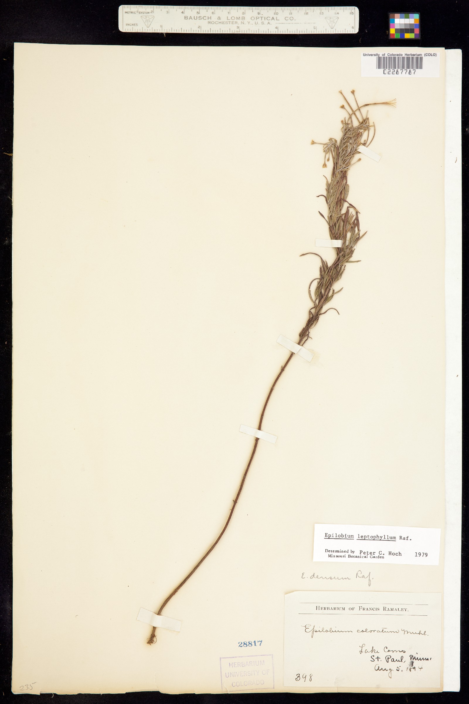 Epilobium leptophyllum image