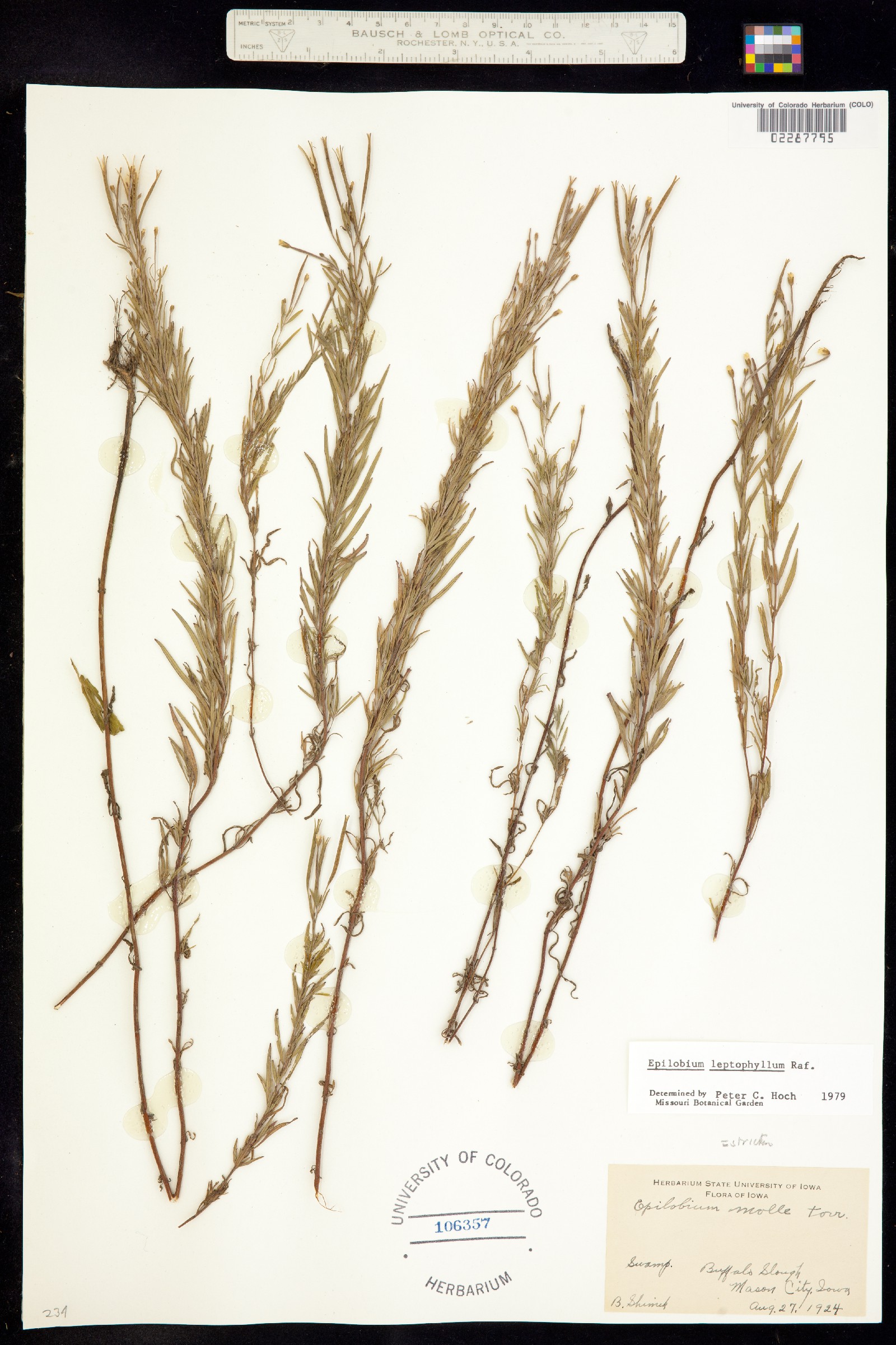 Epilobium leptophyllum image