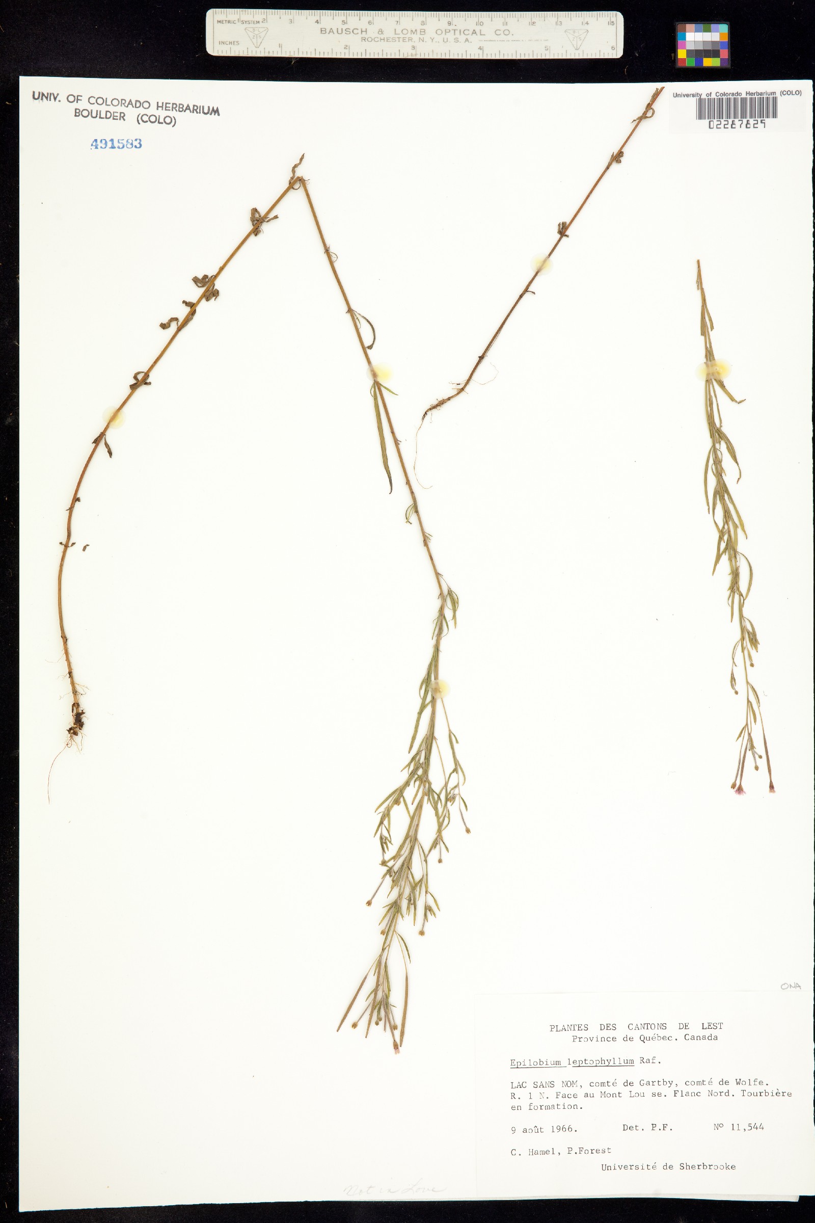 Epilobium leptophyllum image
