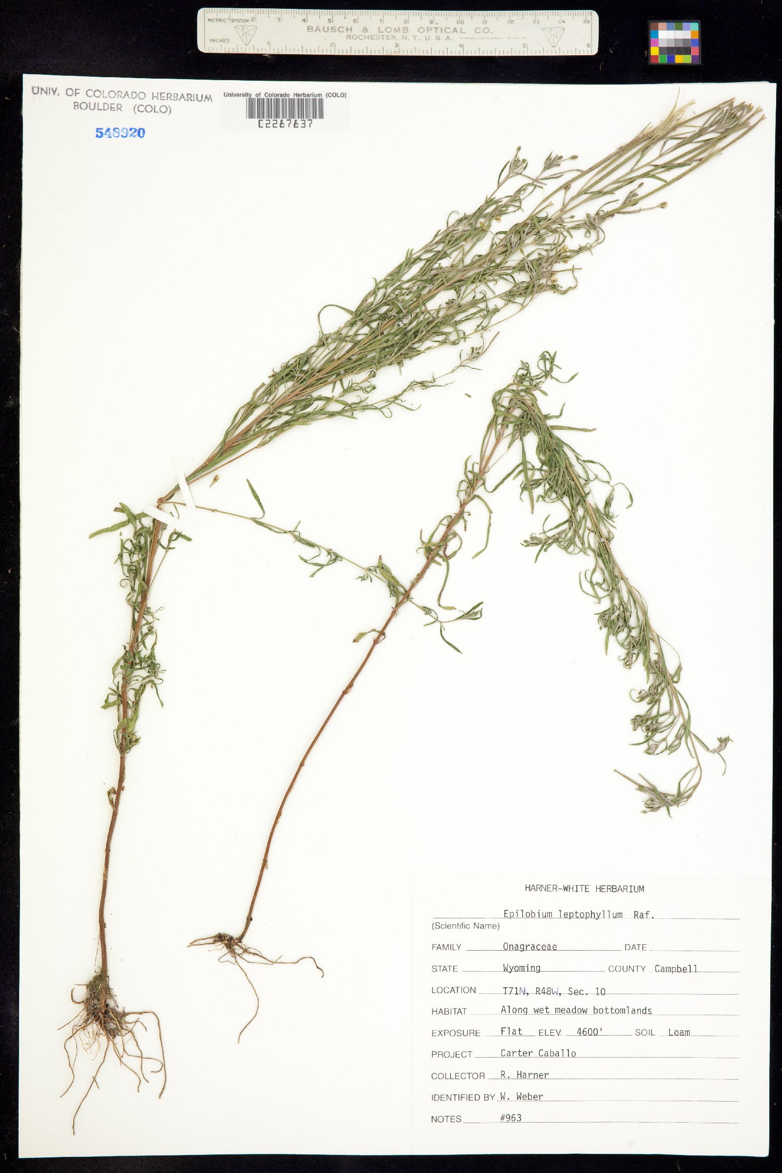 Epilobium leptophyllum image