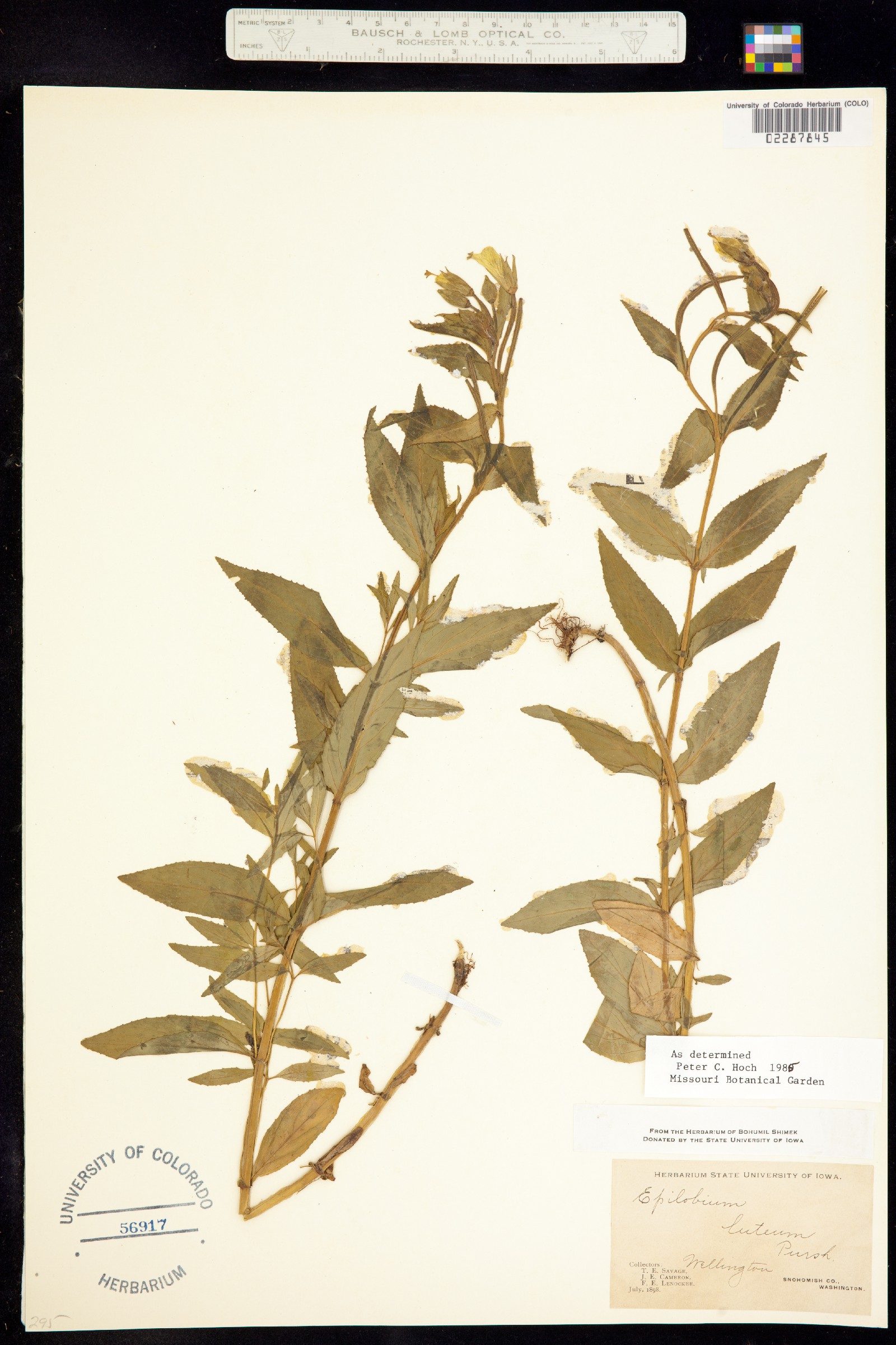 Epilobium luteum image