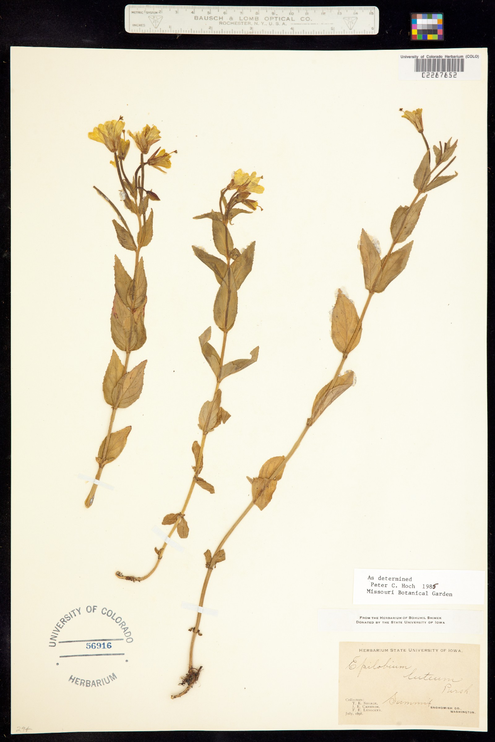 Epilobium luteum image