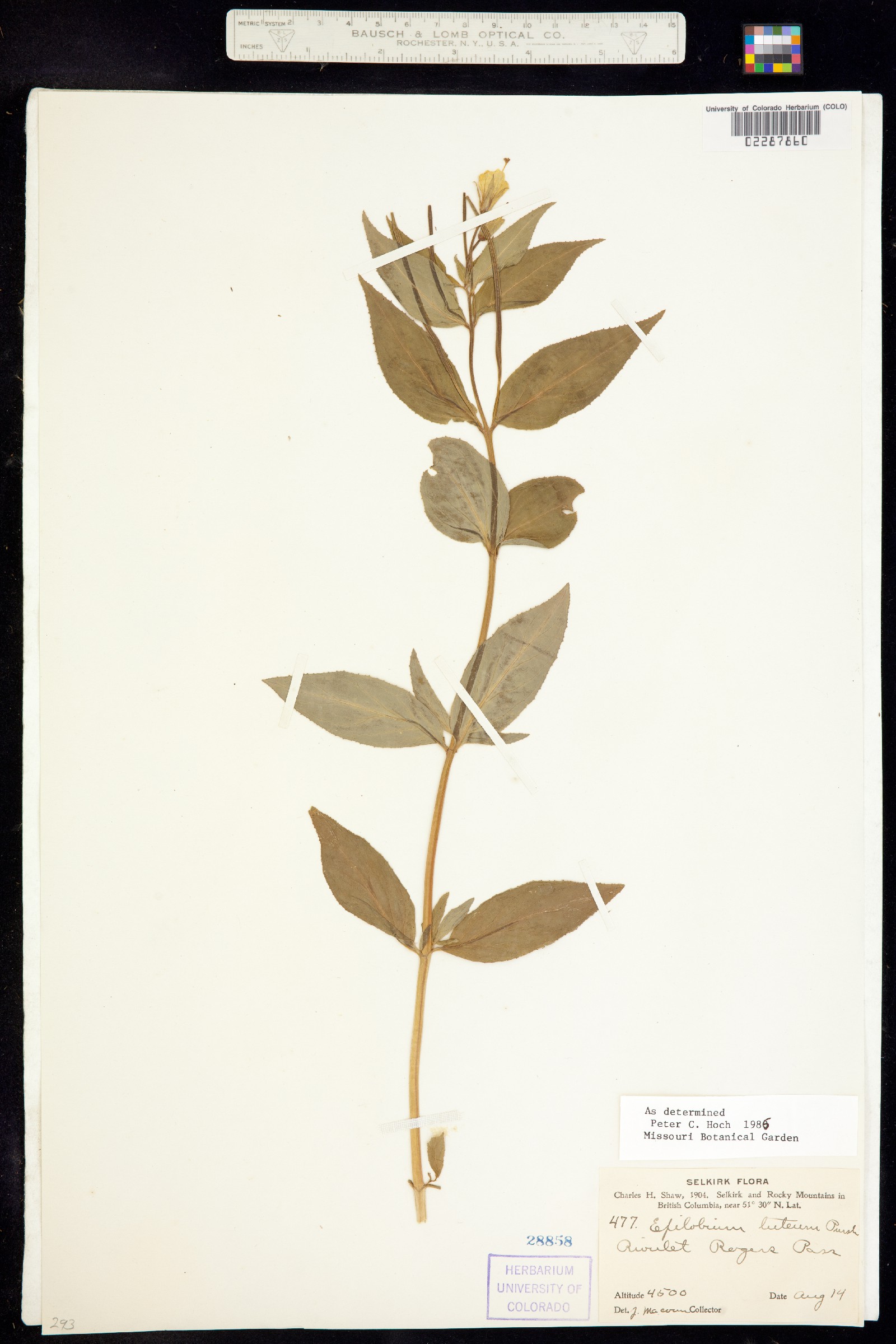 Epilobium luteum image